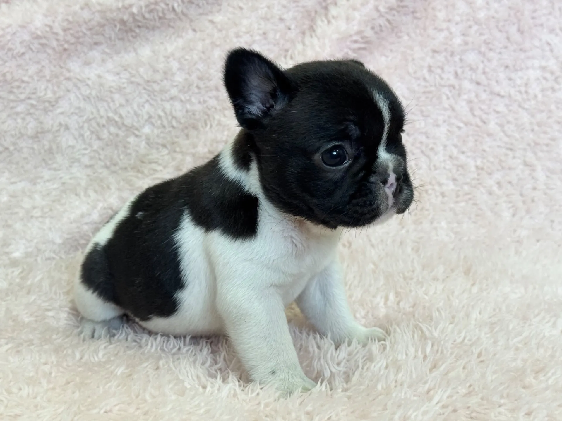 【ご契約済み】フレンチブルドッグ