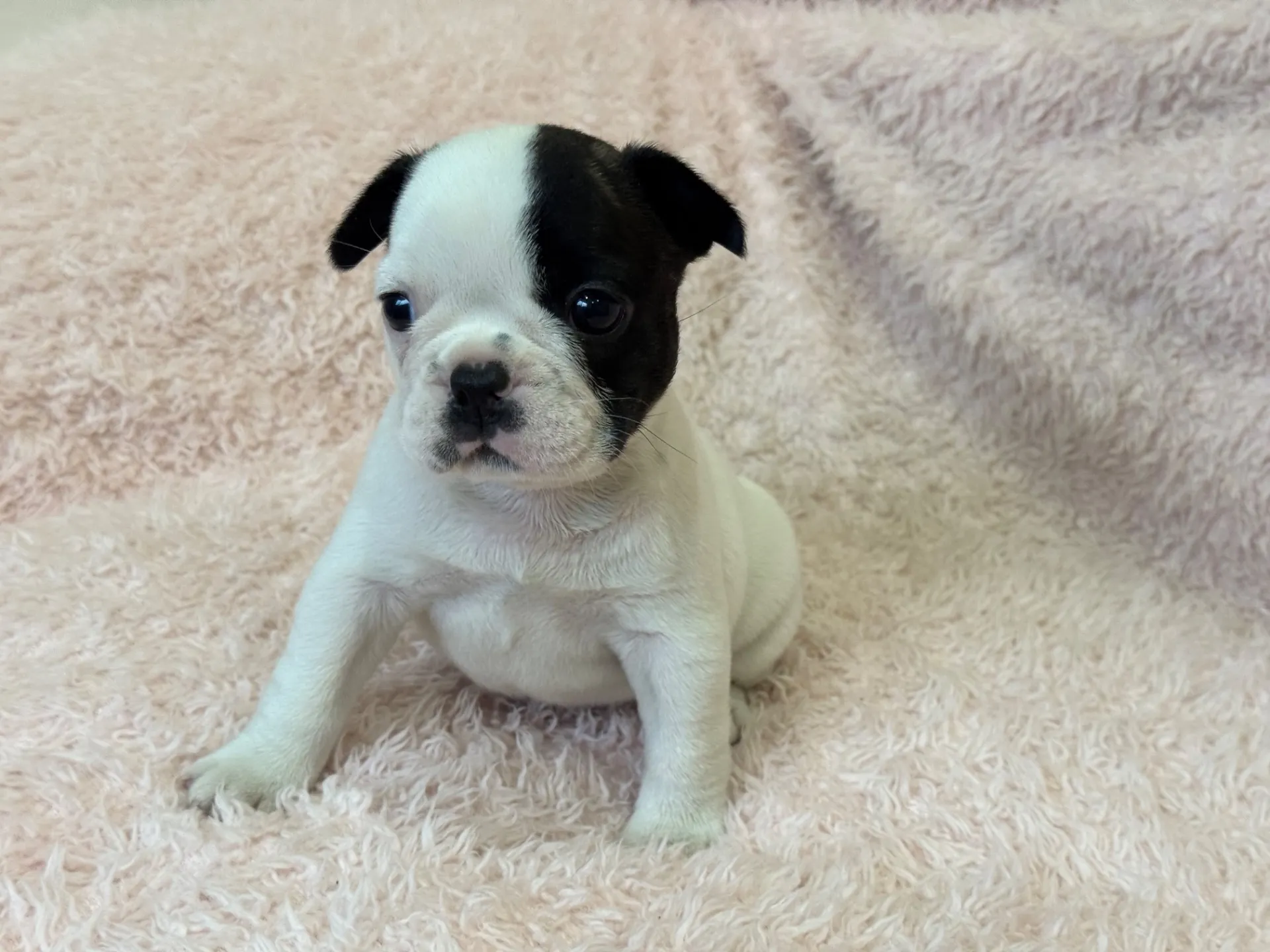 【ご契約済み】フレンチブルドッグ