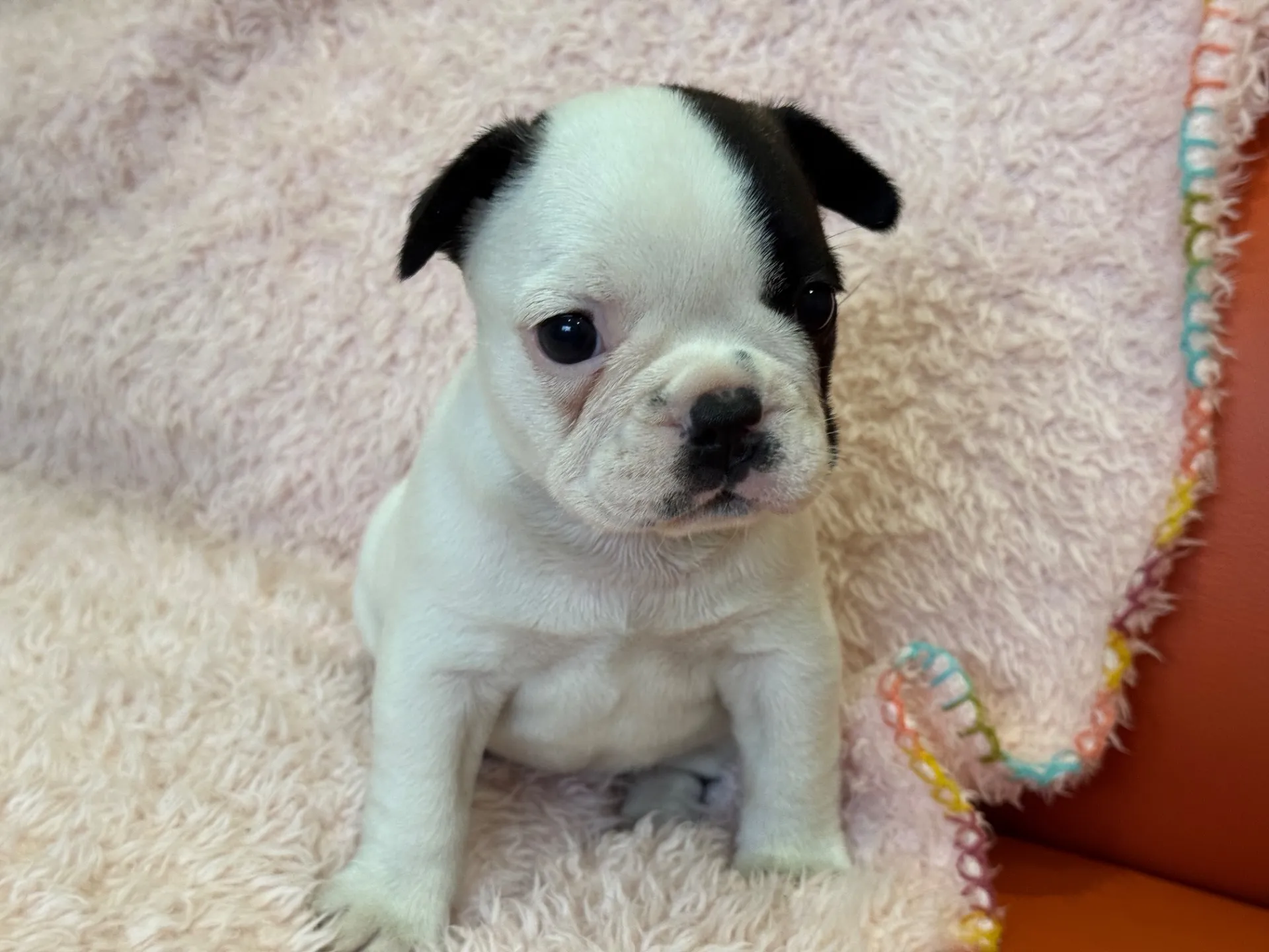 【ご契約済み】フレンチブルドッグ