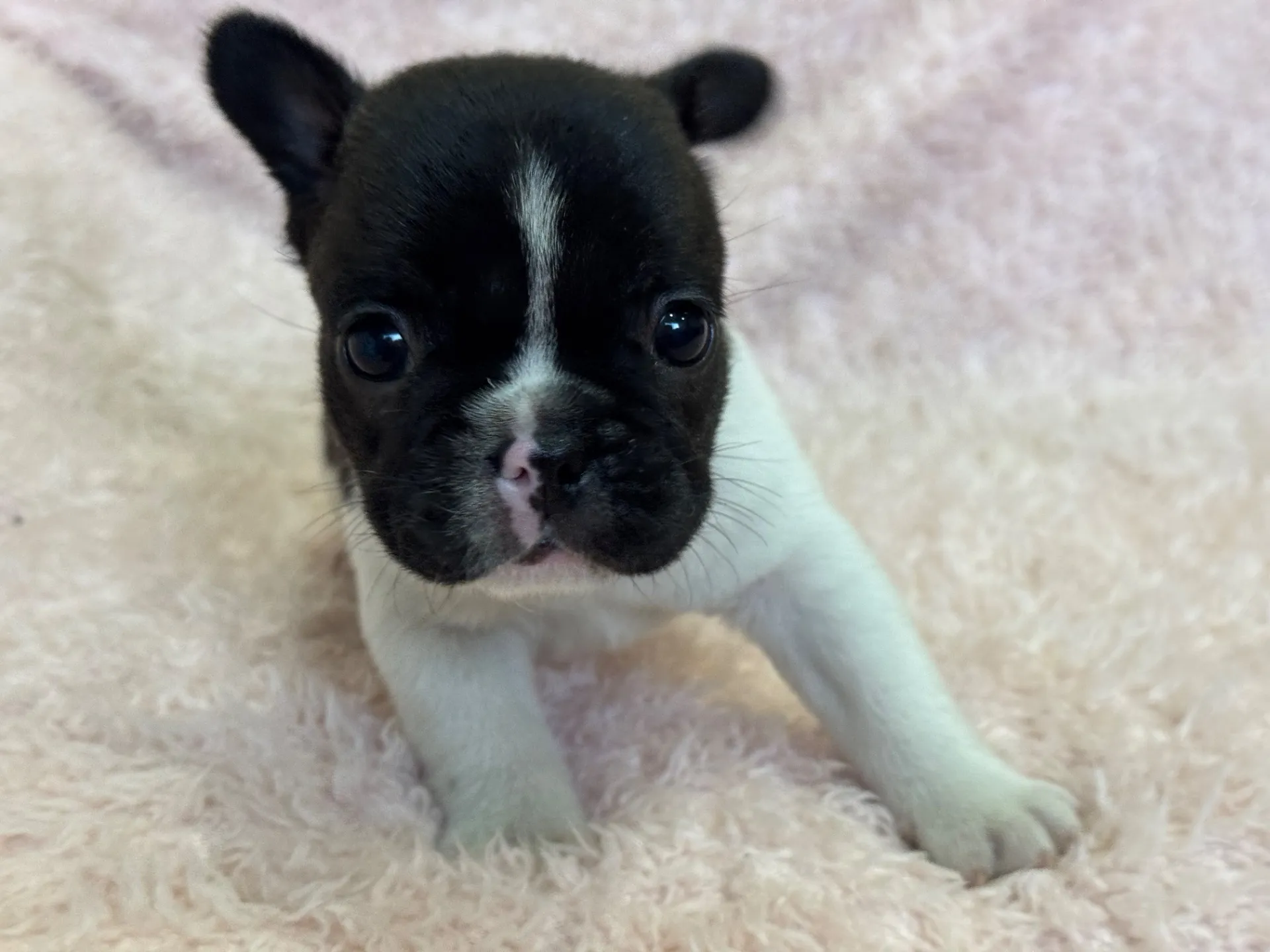 【ご契約済み】フレンチブルドッグ