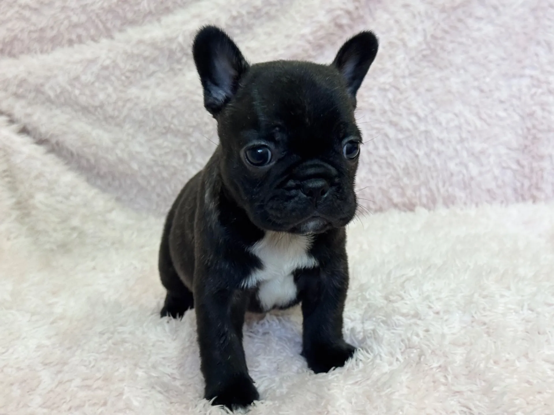 【ご契約済み】フレンチブルドッグ