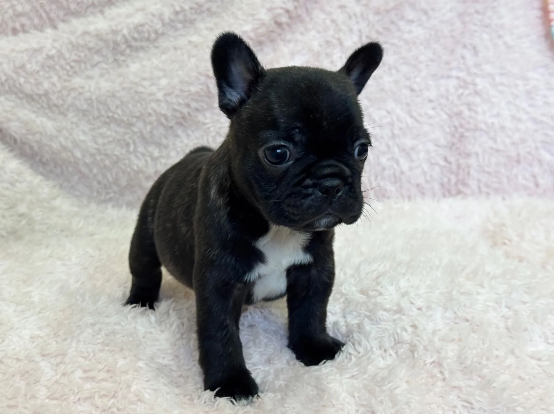 【ご契約済み】フレンチブルドッグ