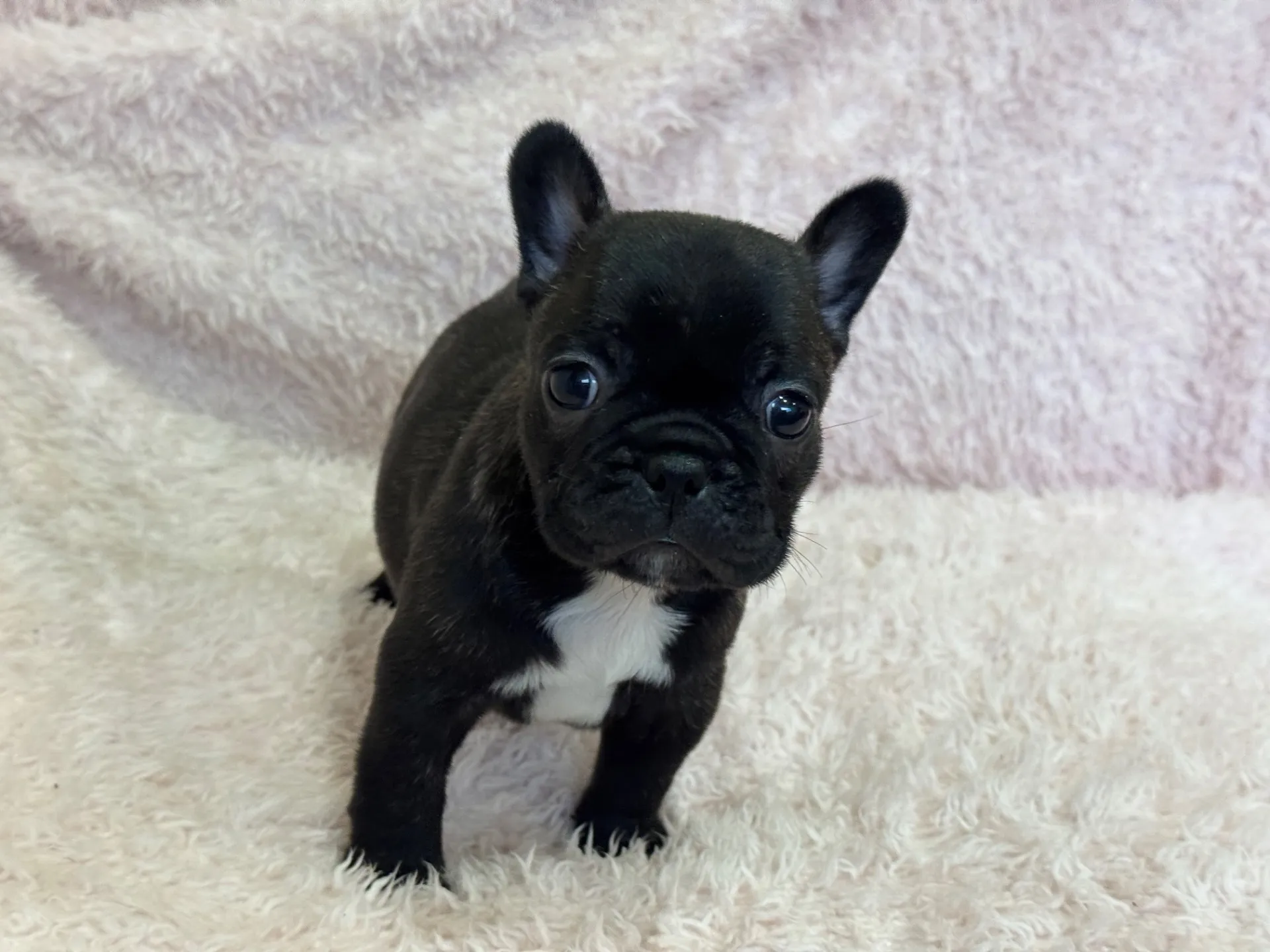 【ご契約済み】フレンチブルドッグ