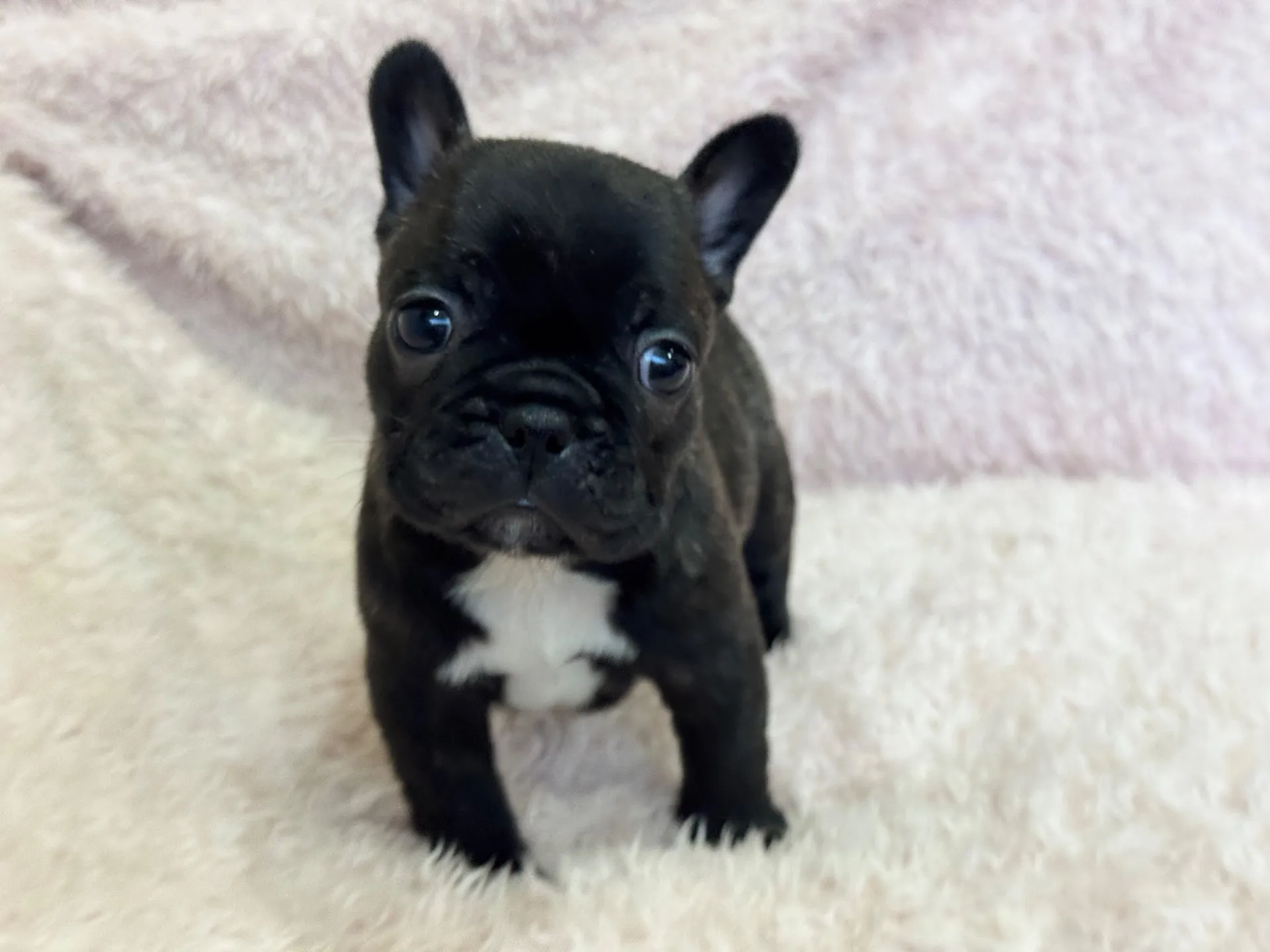 【ご契約済み】フレンチブルドッグ