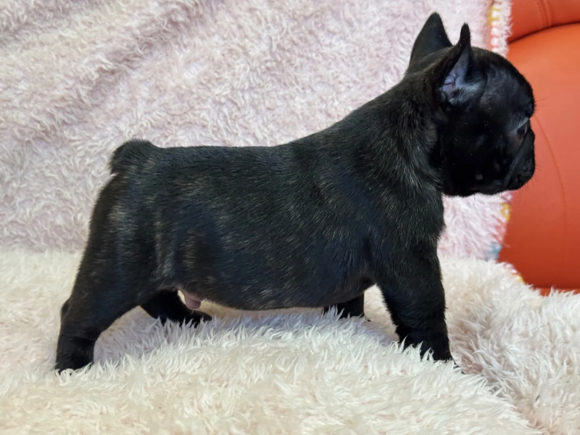 【ご契約済み】フレンチブルドッグ