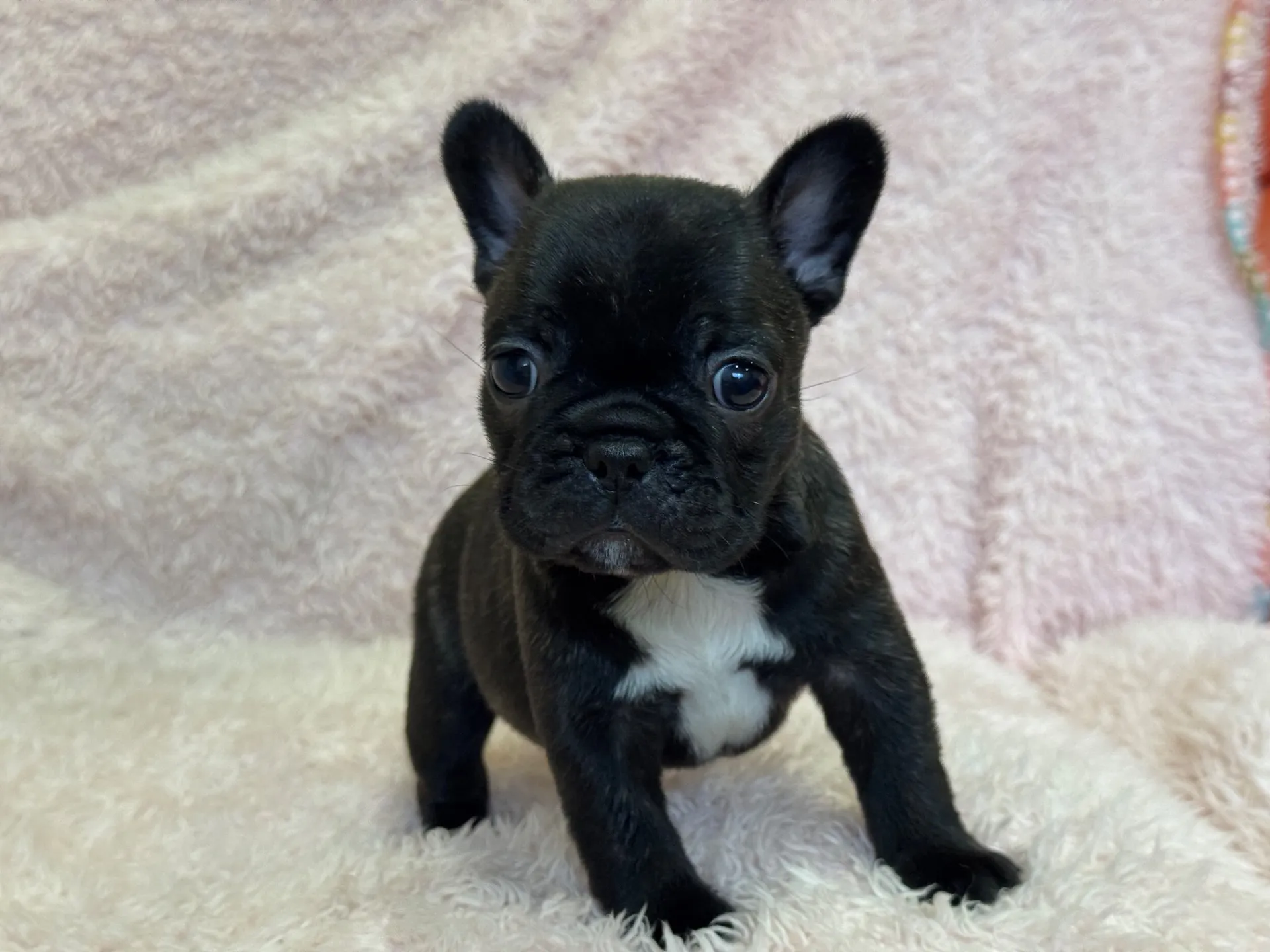 【ご契約済み】フレンチブルドッグ