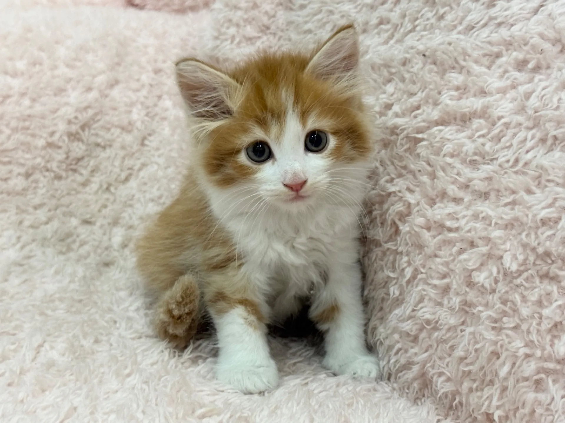 【ご契約済み】サイベリアン