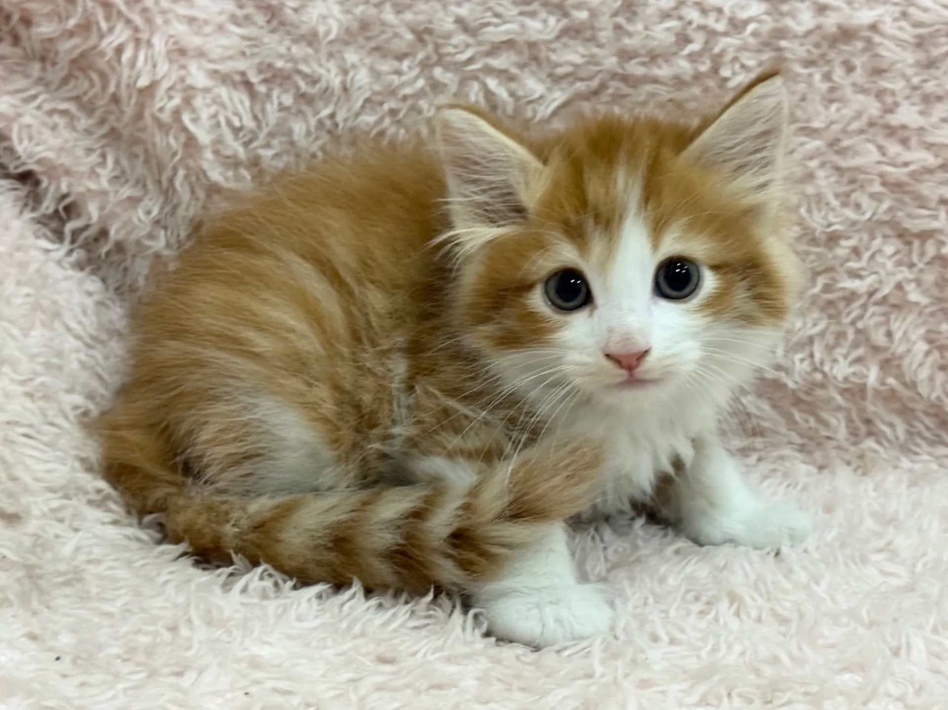 【ご契約済み】サイベリアン