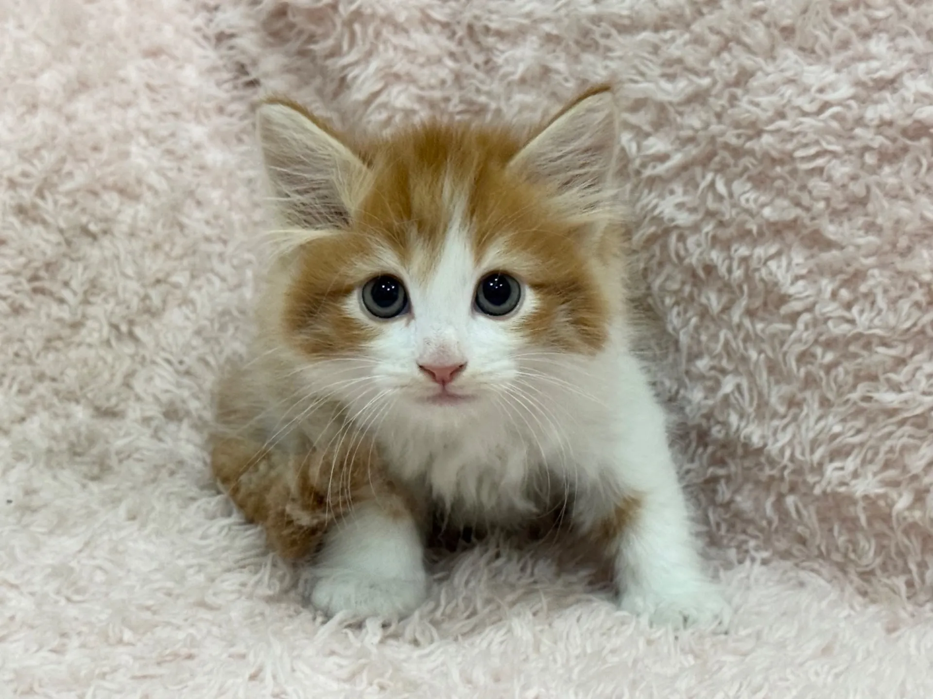 【ご契約済み】サイベリアン