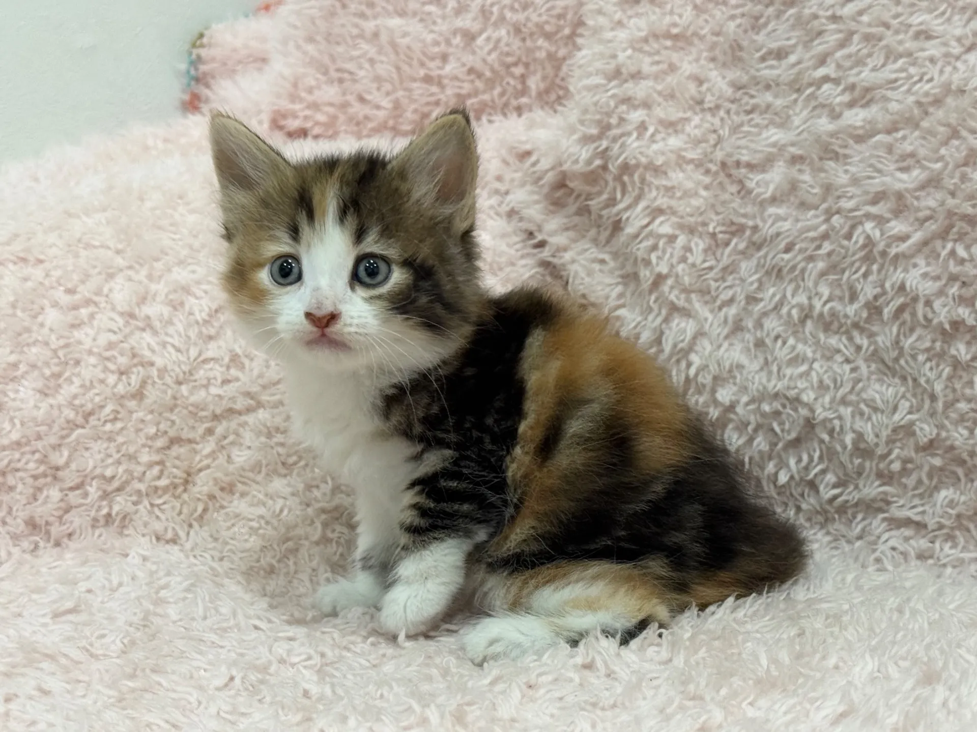 【ご契約済み】サイベリアン