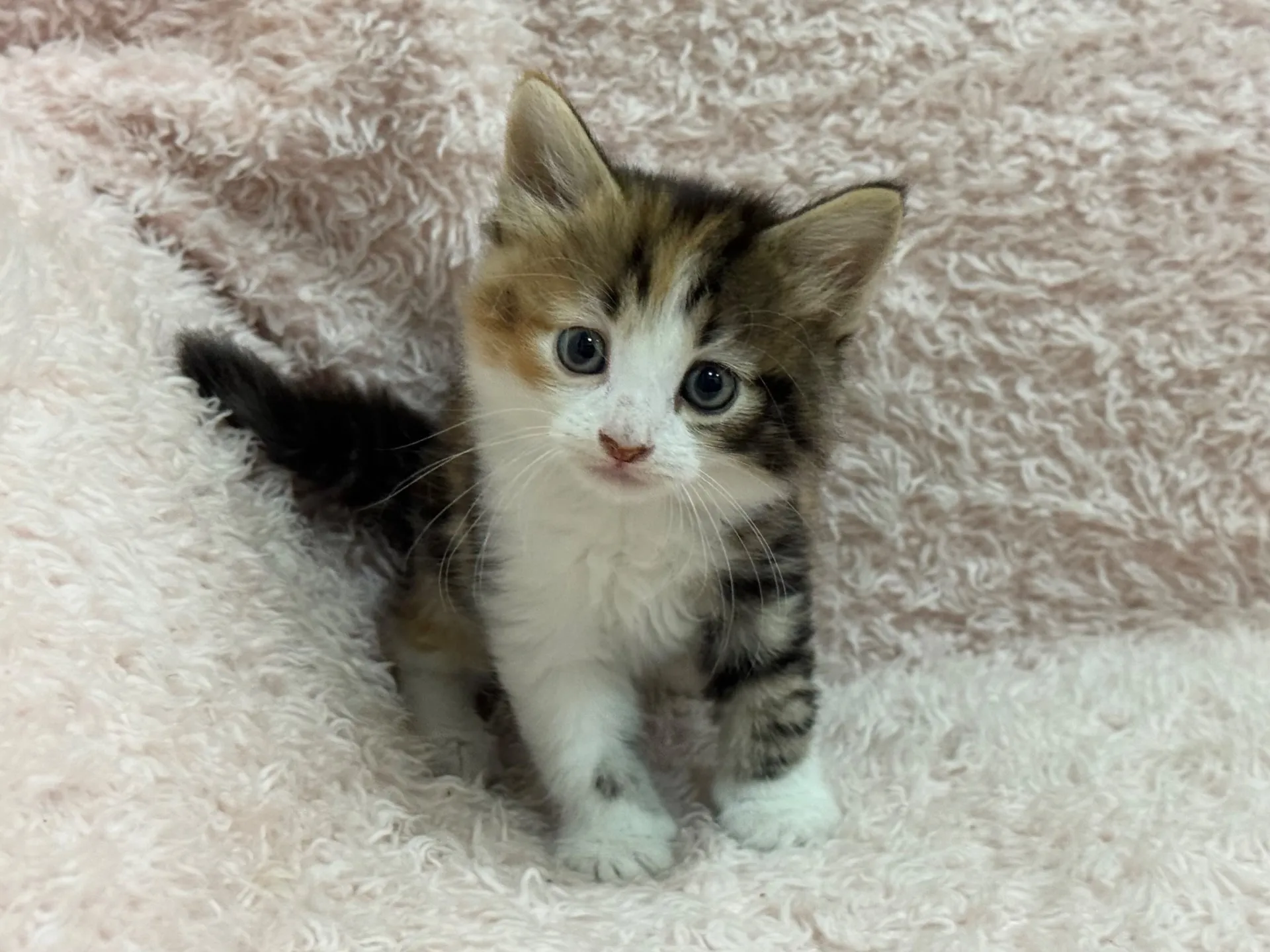 【ご契約済み】サイベリアン