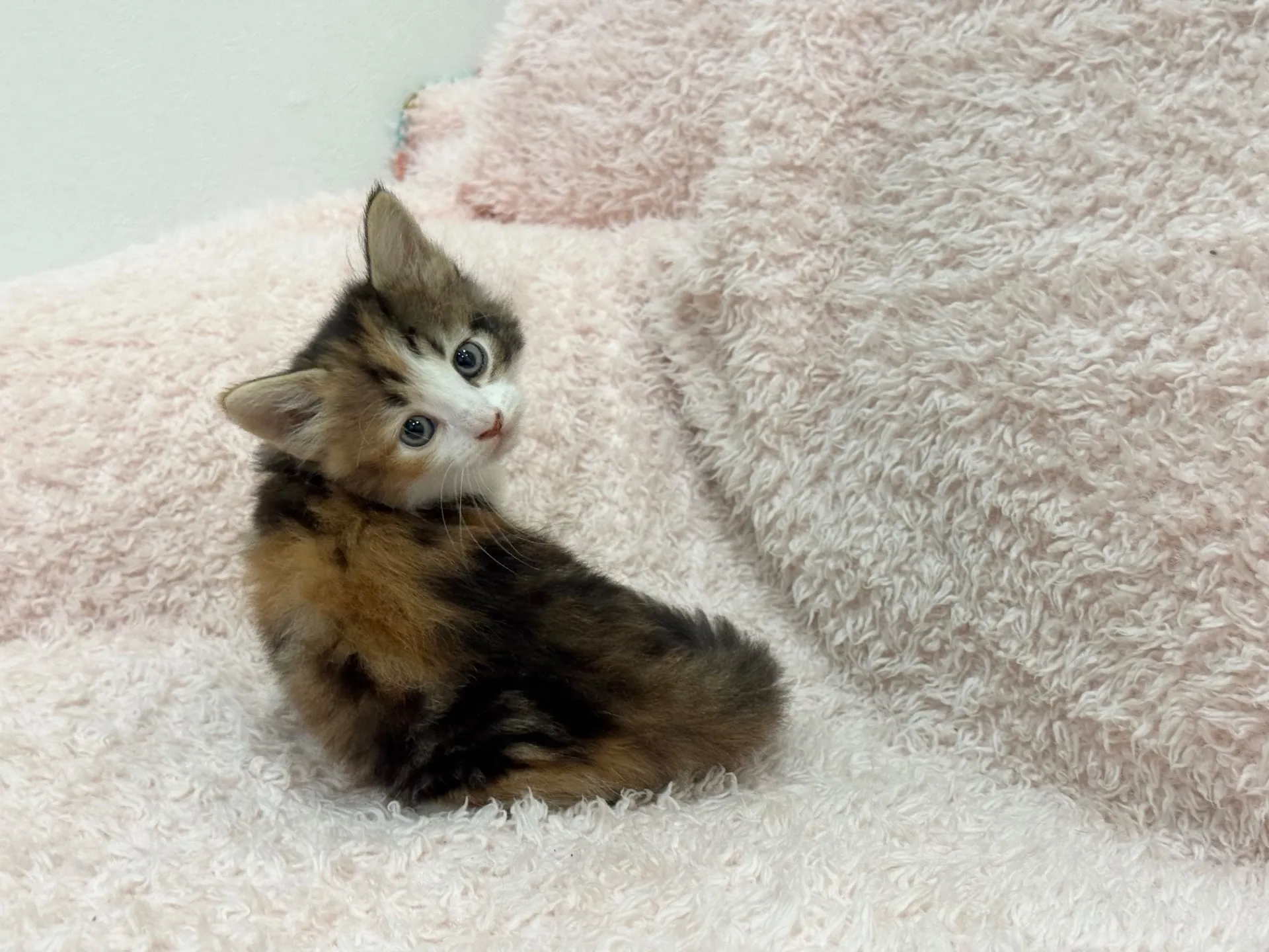 【ご契約済み】サイベリアン