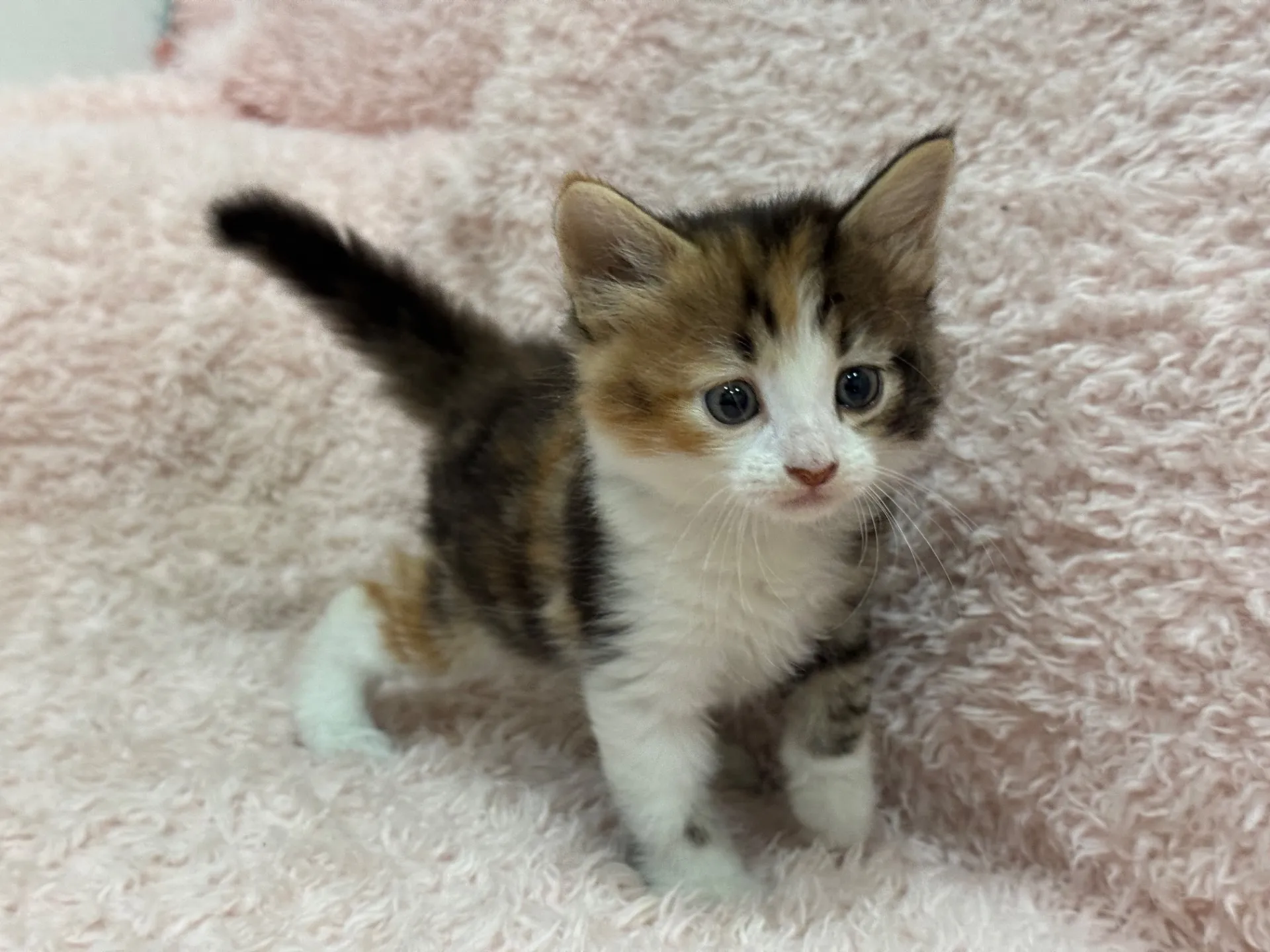 【ご契約済み】サイベリアン