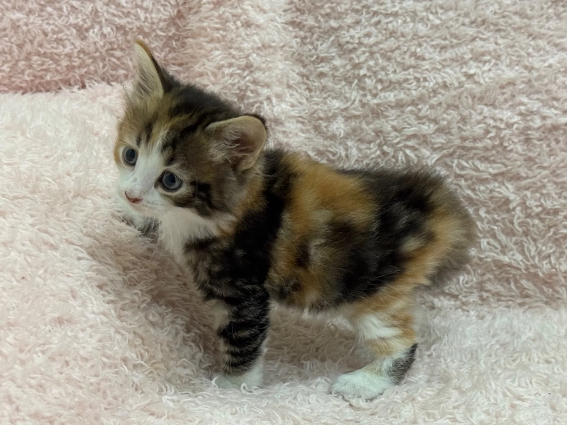 【ご契約済み】サイベリアン