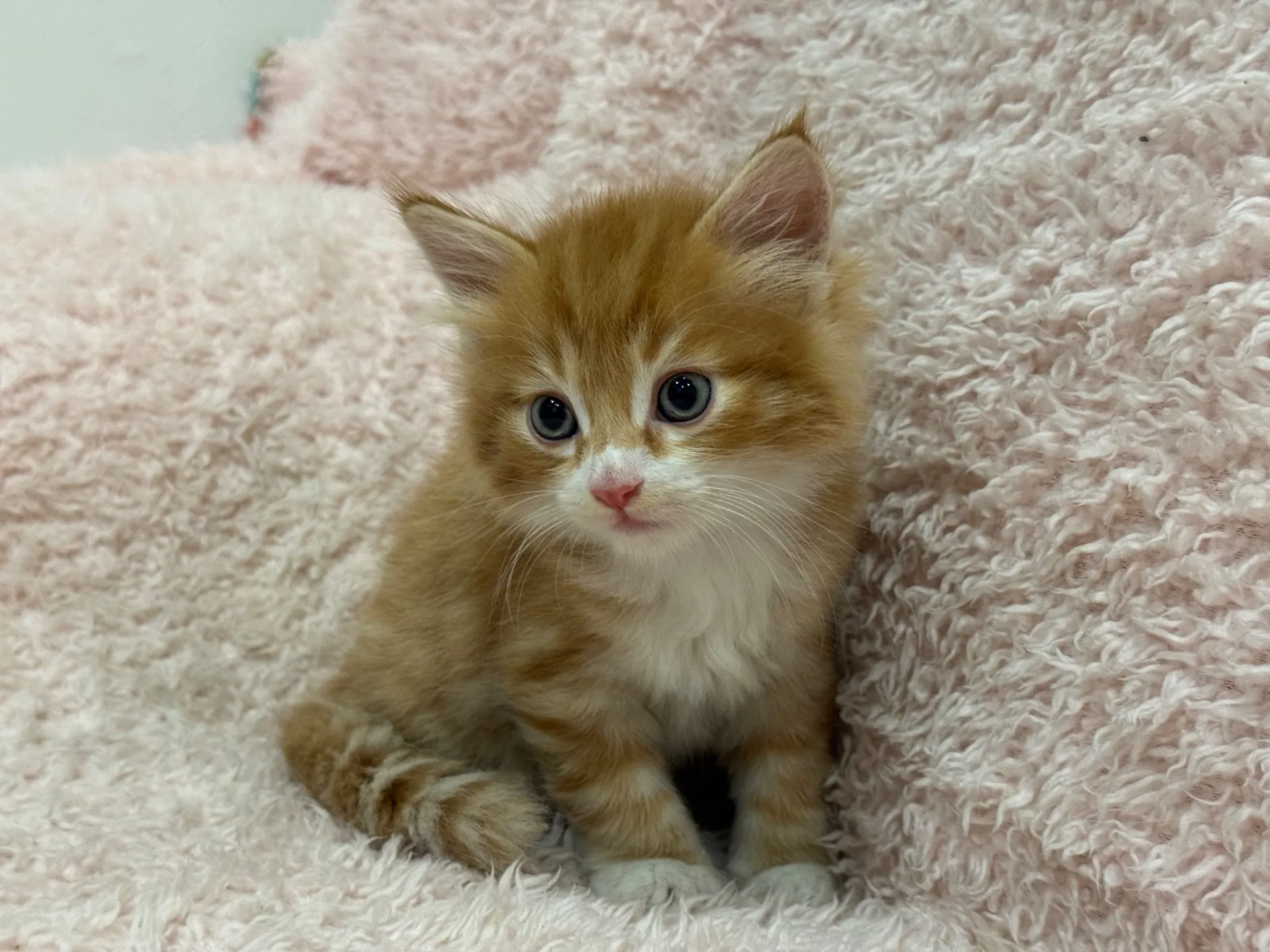 【ご契約済み】サイベリアン