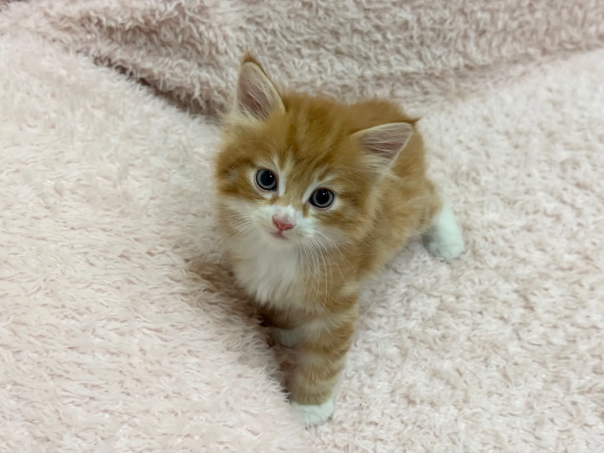 【ご契約済み】サイベリアン