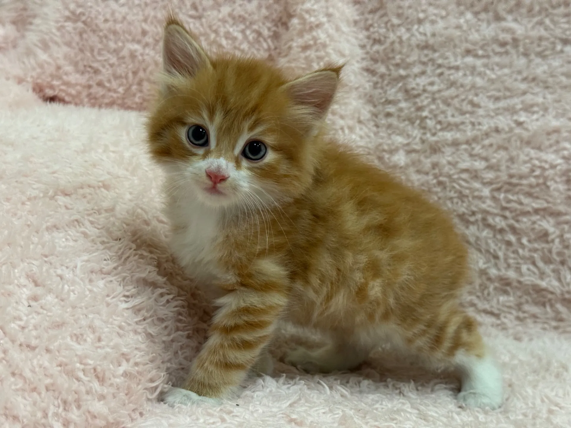 【ご契約済み】サイベリアン