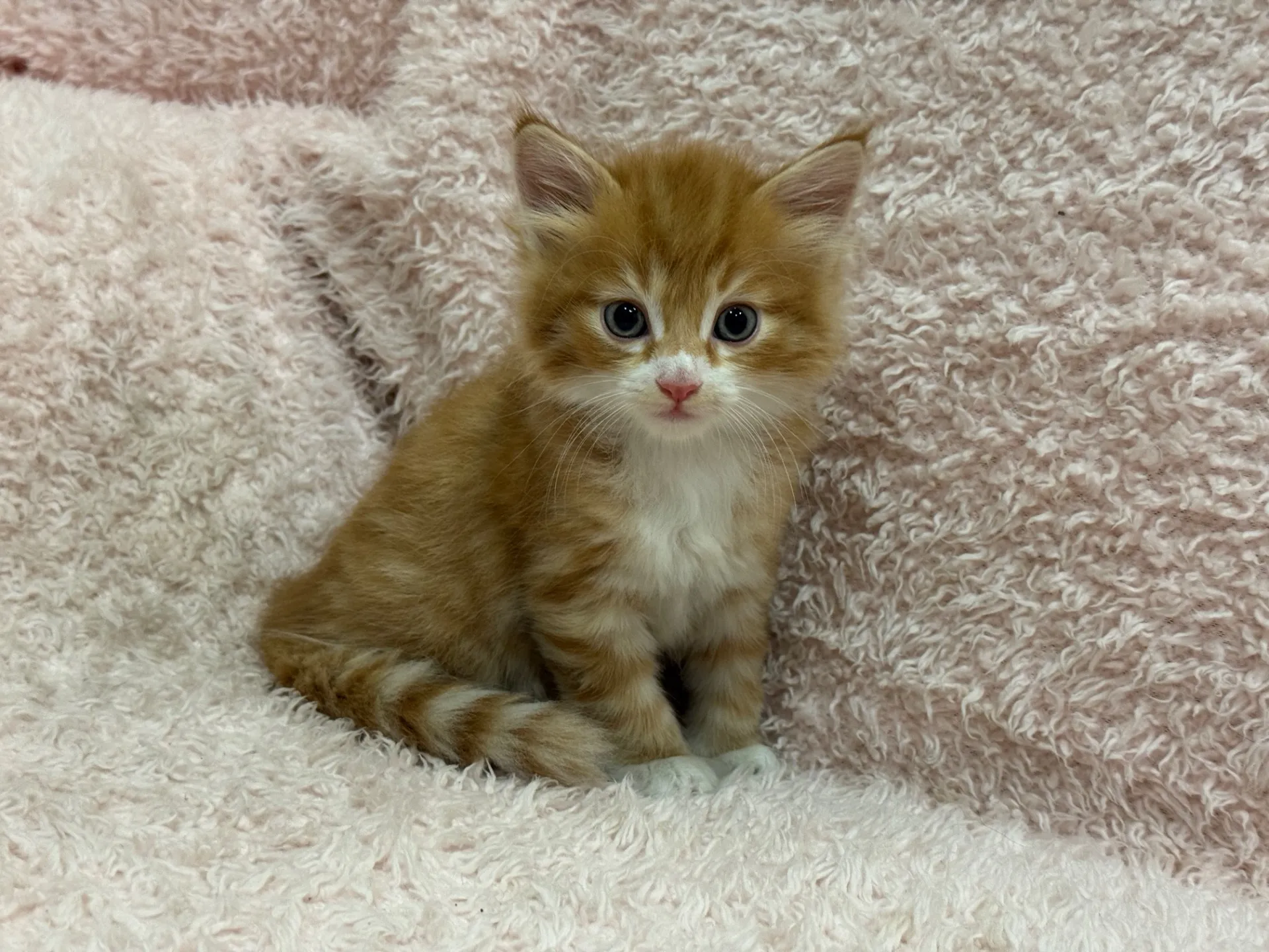 【ご契約済み】サイベリアン