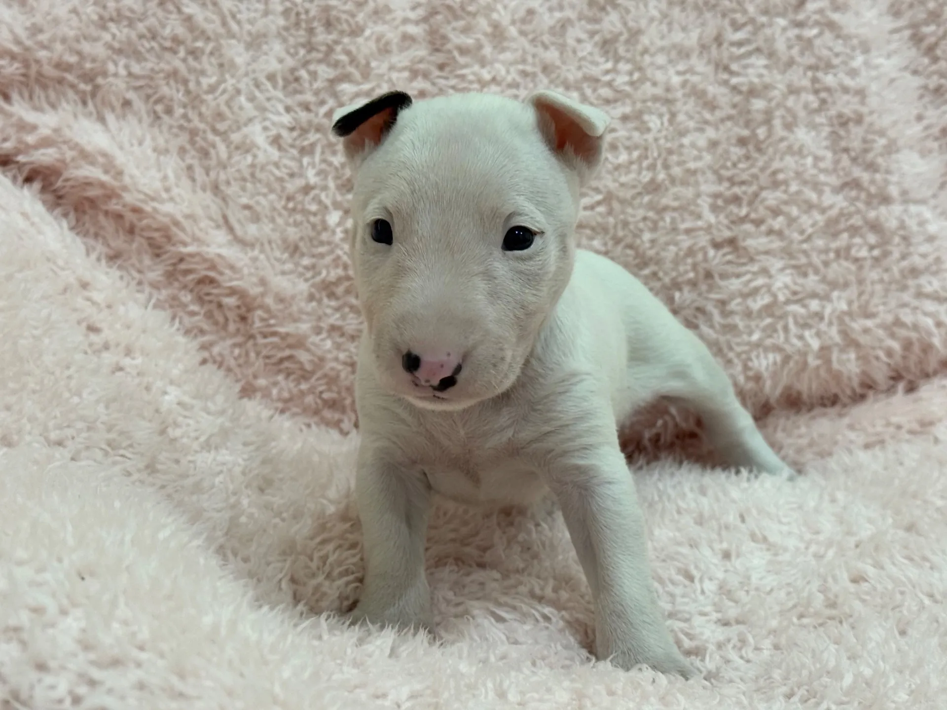 【ご契約済み】ミニチュアブルテリア