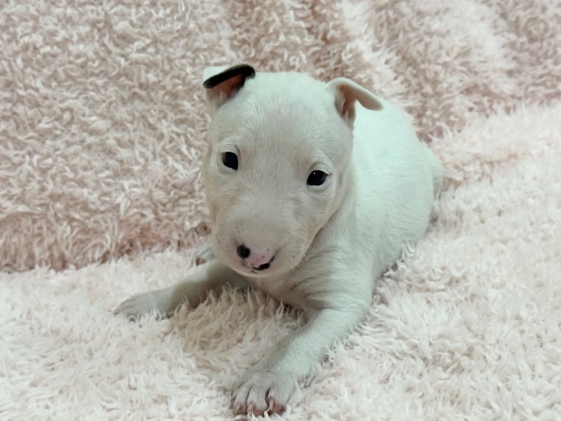 【ご契約済み】ミニチュアブルテリア