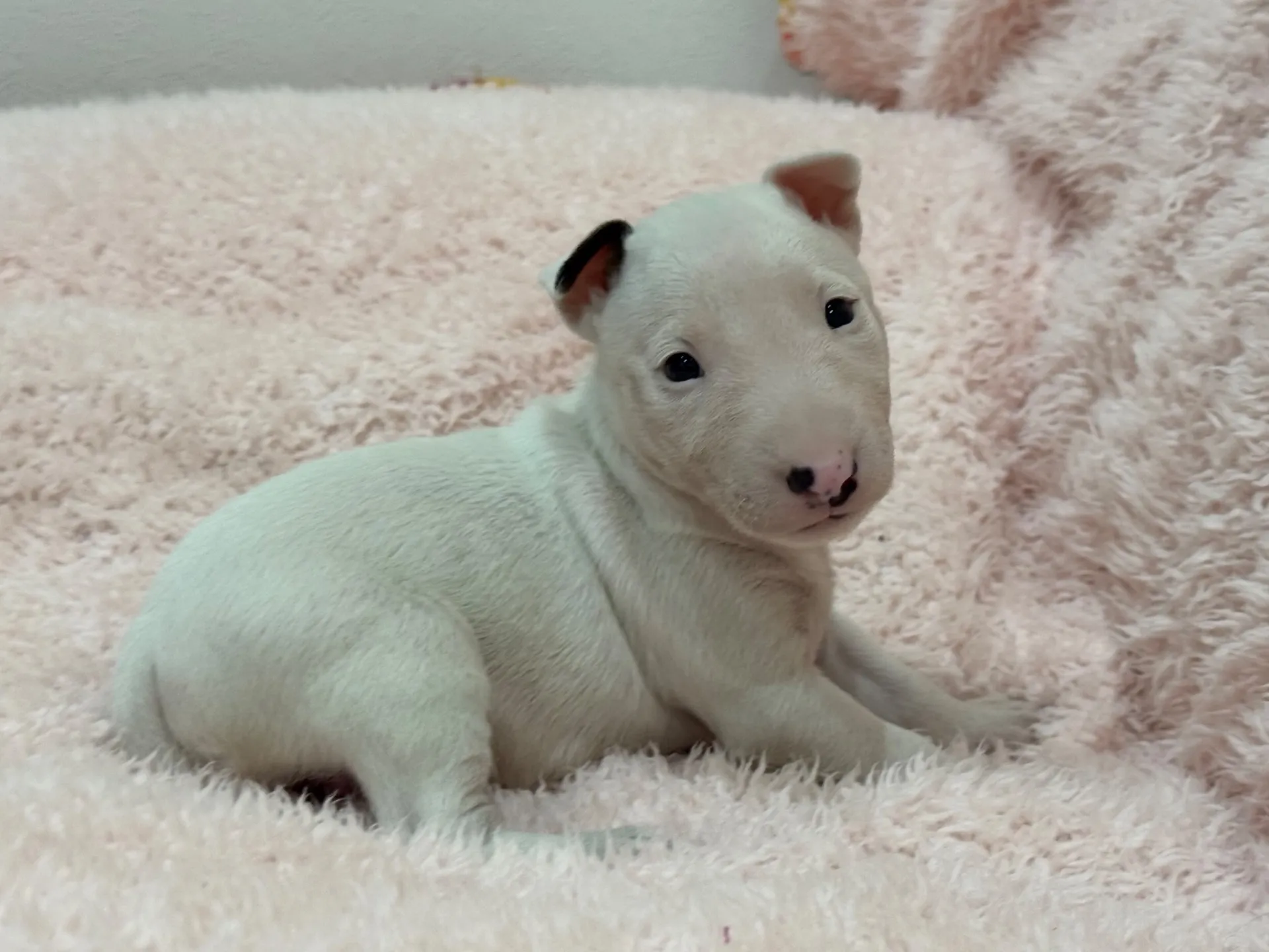 【ご契約済み】ミニチュアブルテリア