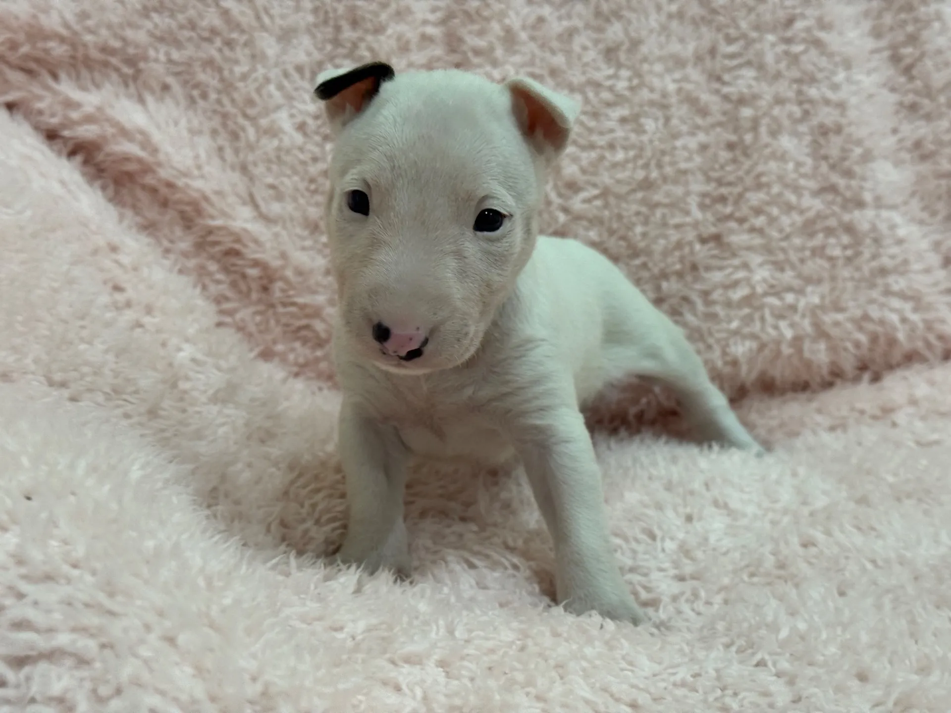 【ご契約済み】ミニチュアブルテリア