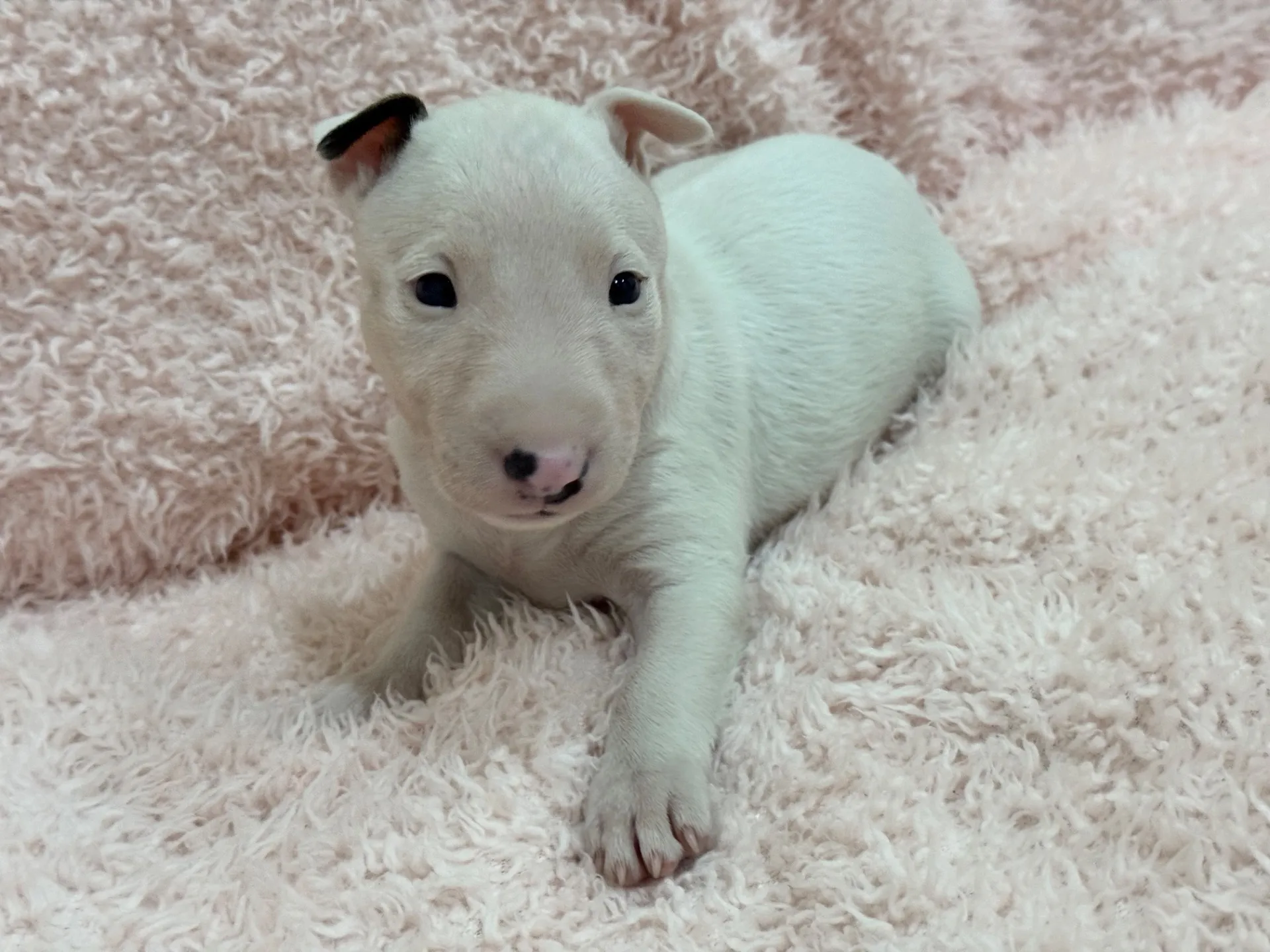 【ご契約済み】ミニチュアブルテリア