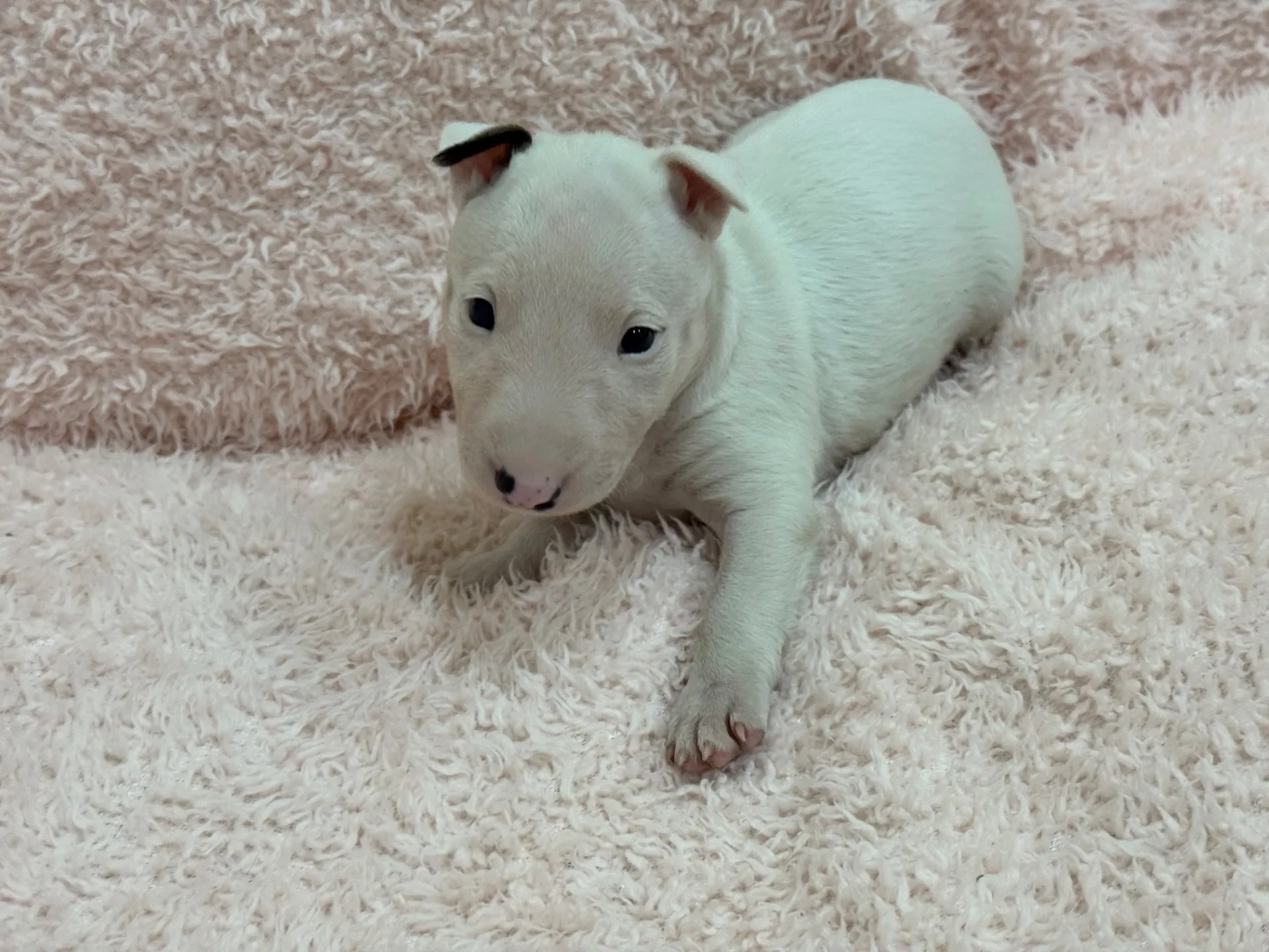 【ご契約済み】ミニチュアブルテリア