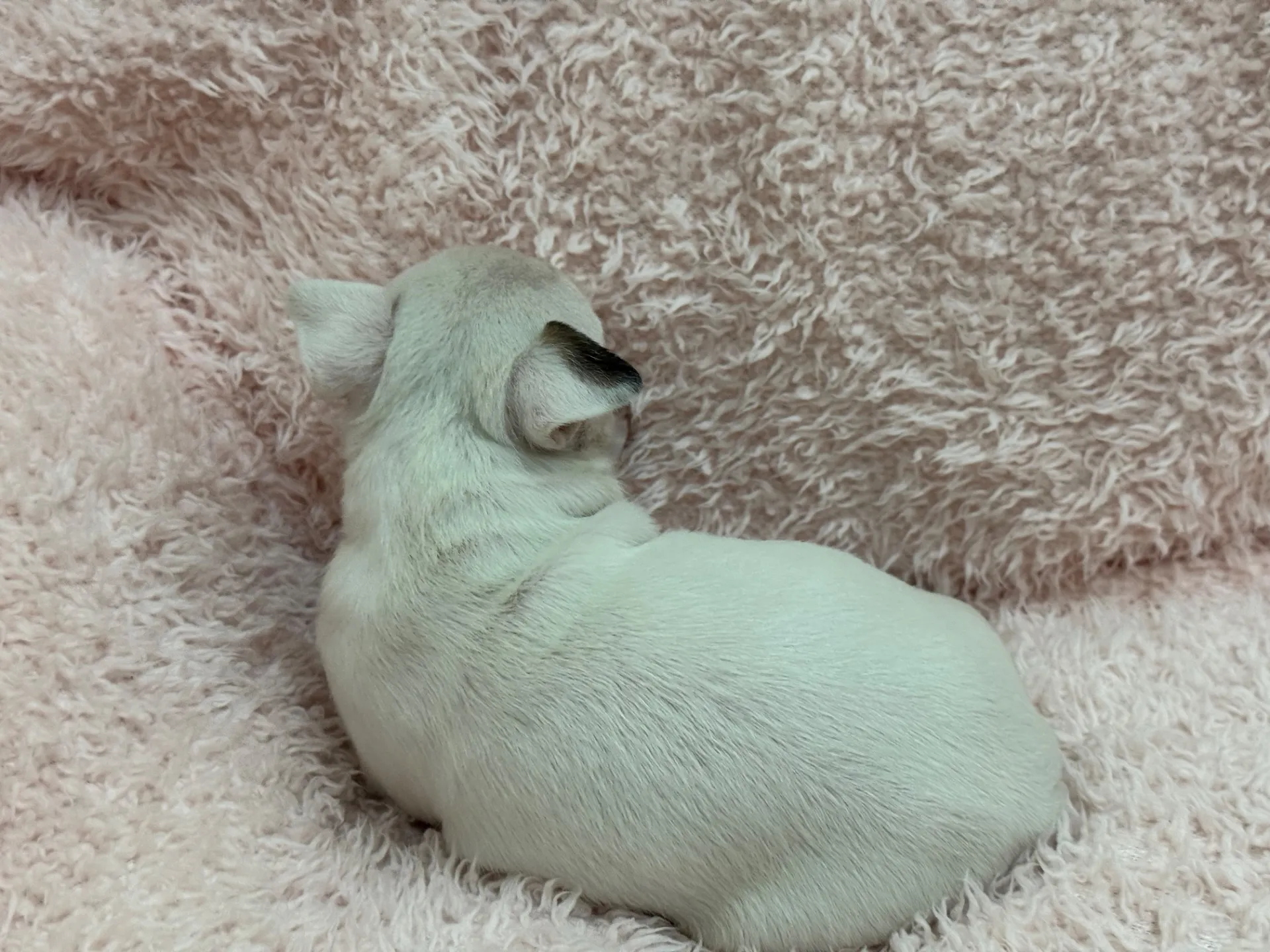 【ご契約済み】ミニチュアブルテリア