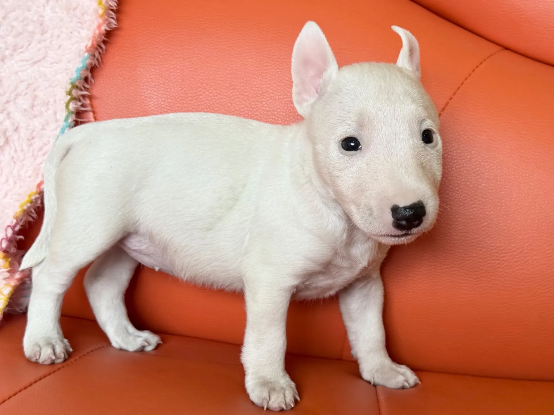 【ご契約済み】ミニチュアブルテリア