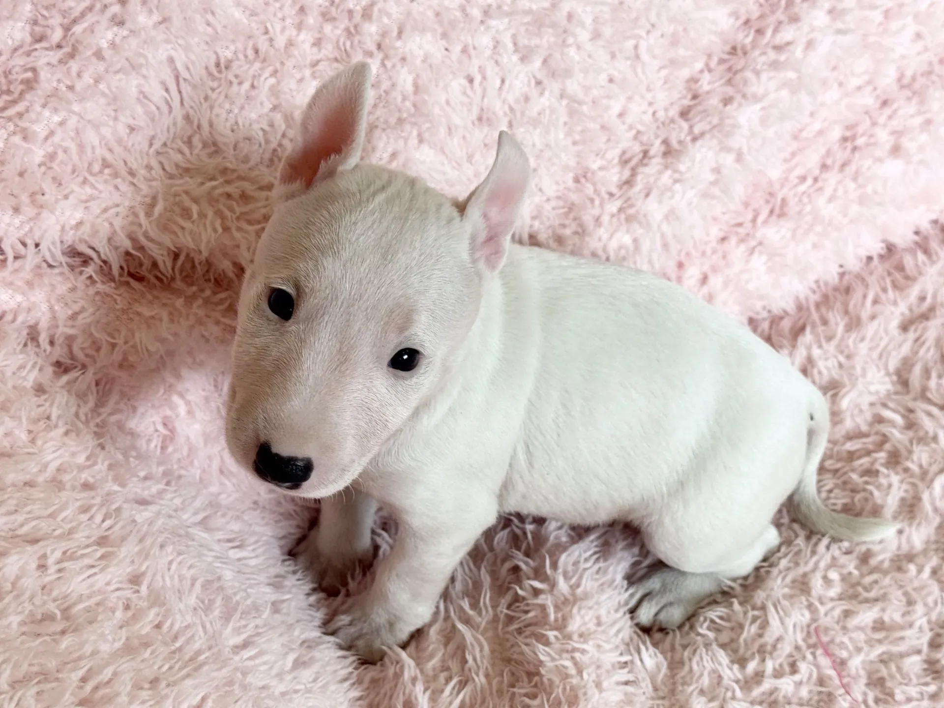 【ご契約済み】ミニチュアブルテリア