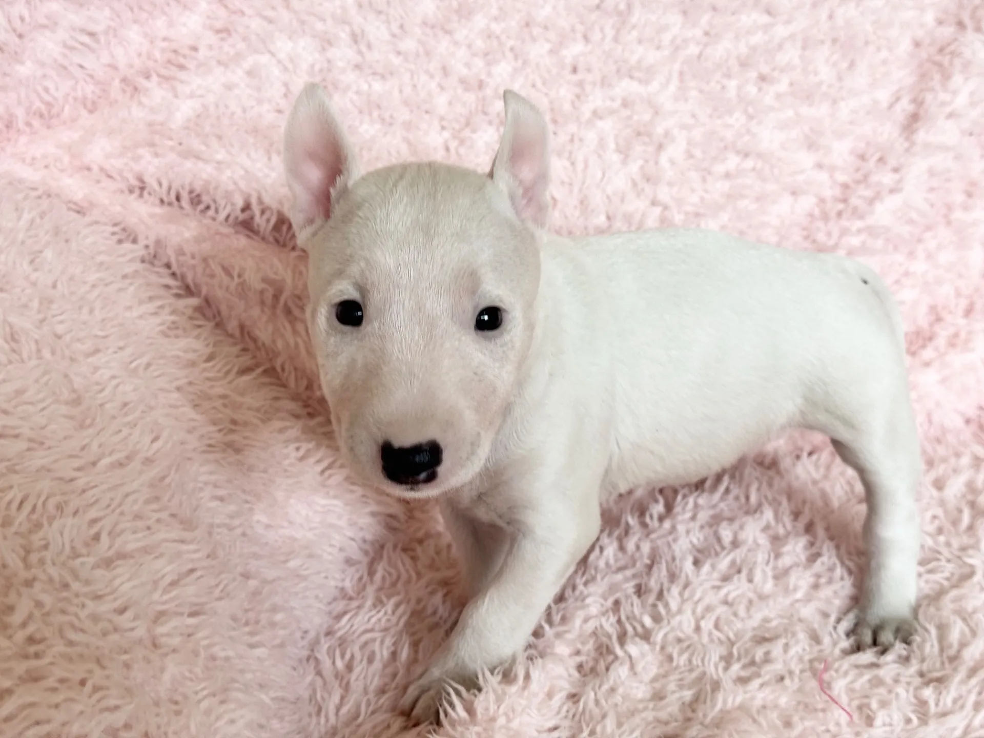 【ご契約済み】ミニチュアブルテリア