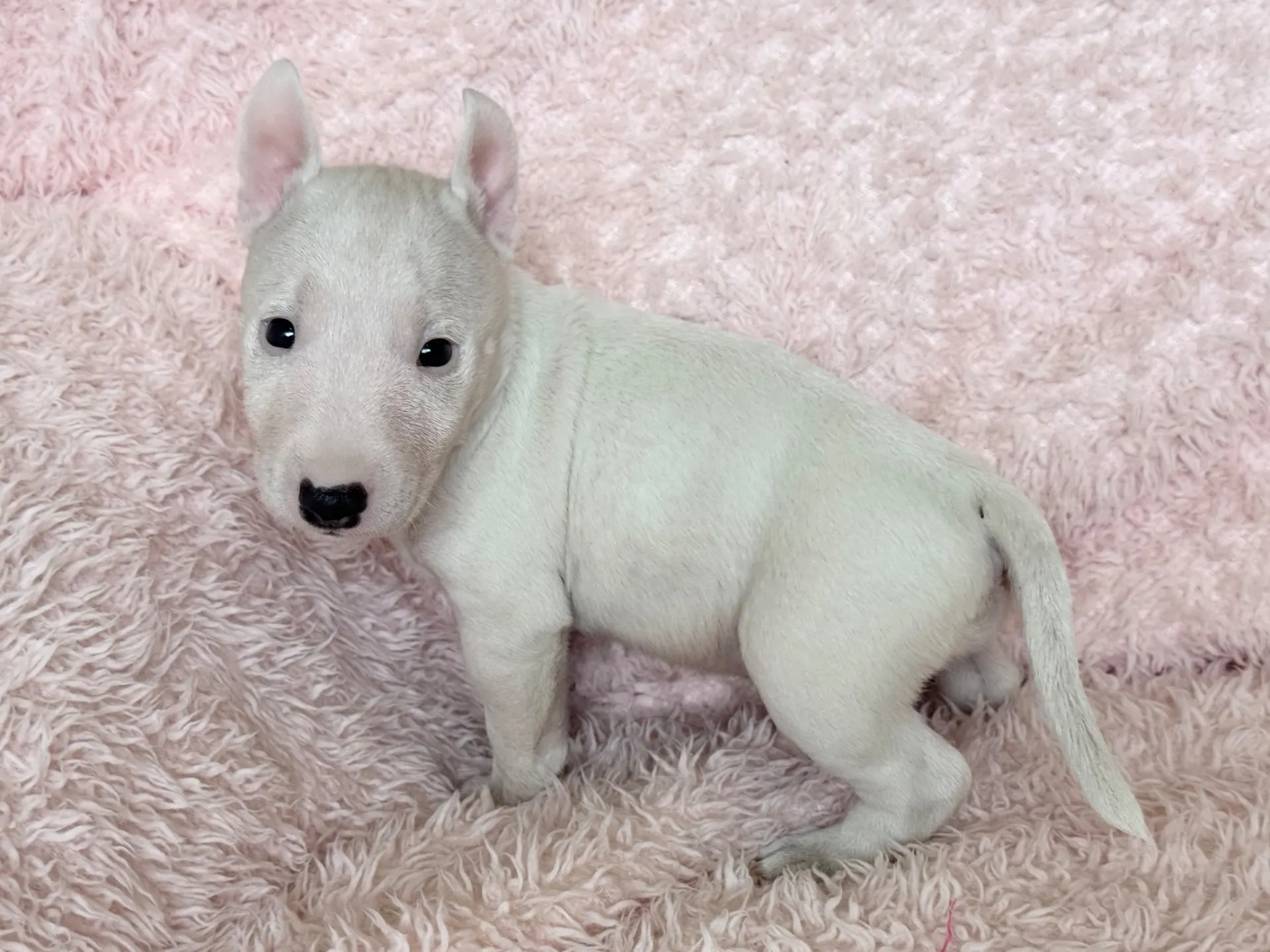 【ご契約済み】ミニチュアブルテリア