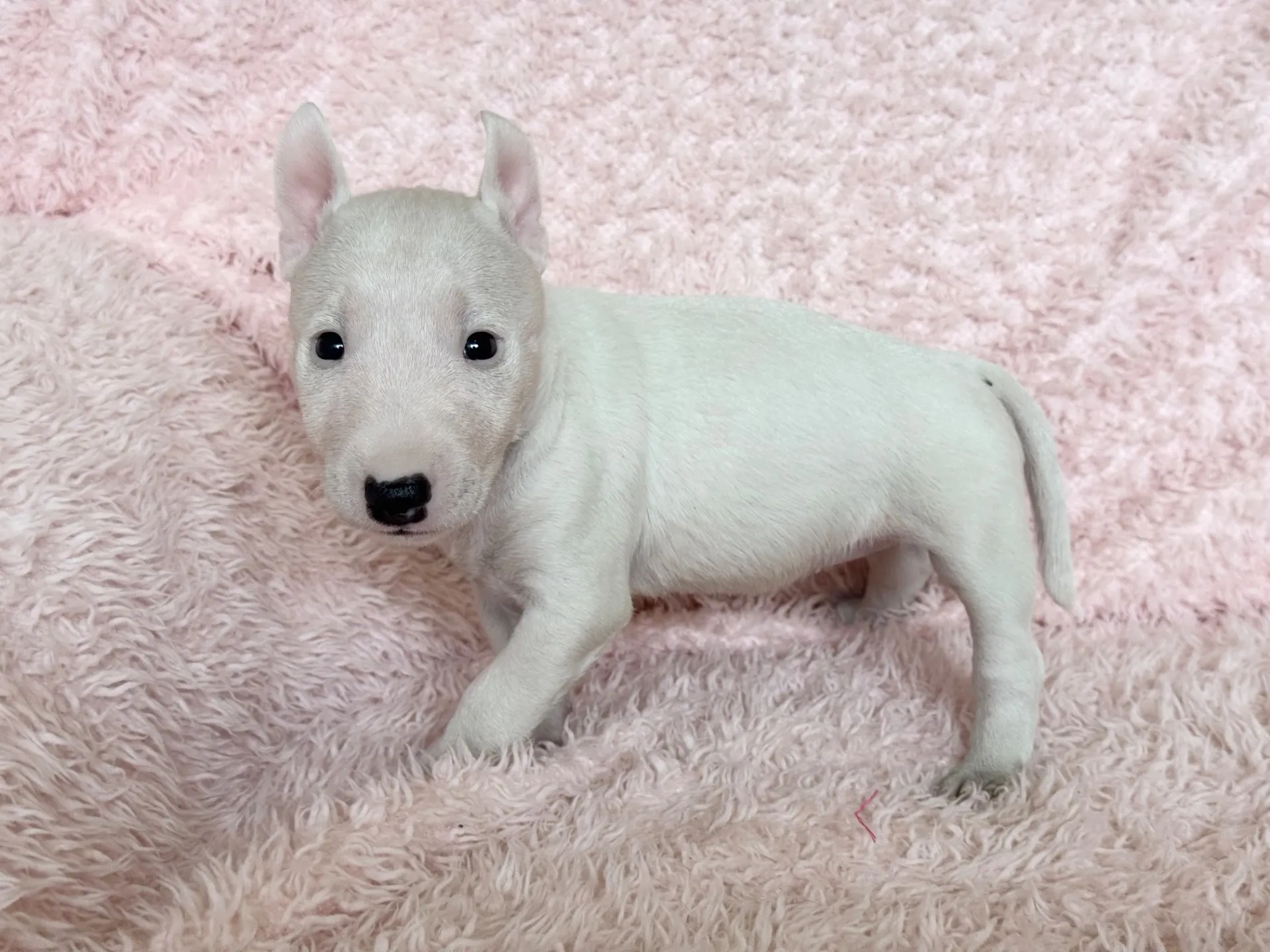 【ご契約済み】ミニチュアブルテリア