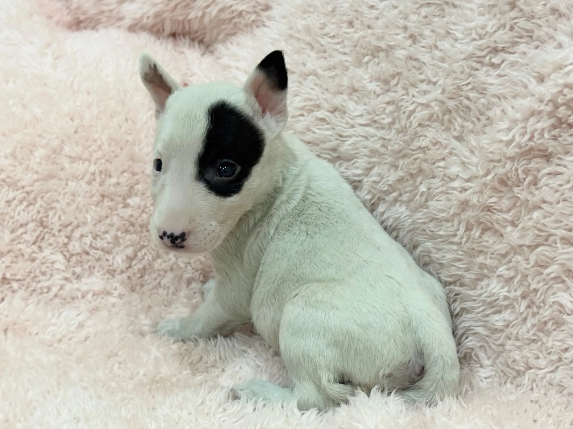 【ご契約済み】ミニチュアブルテリア