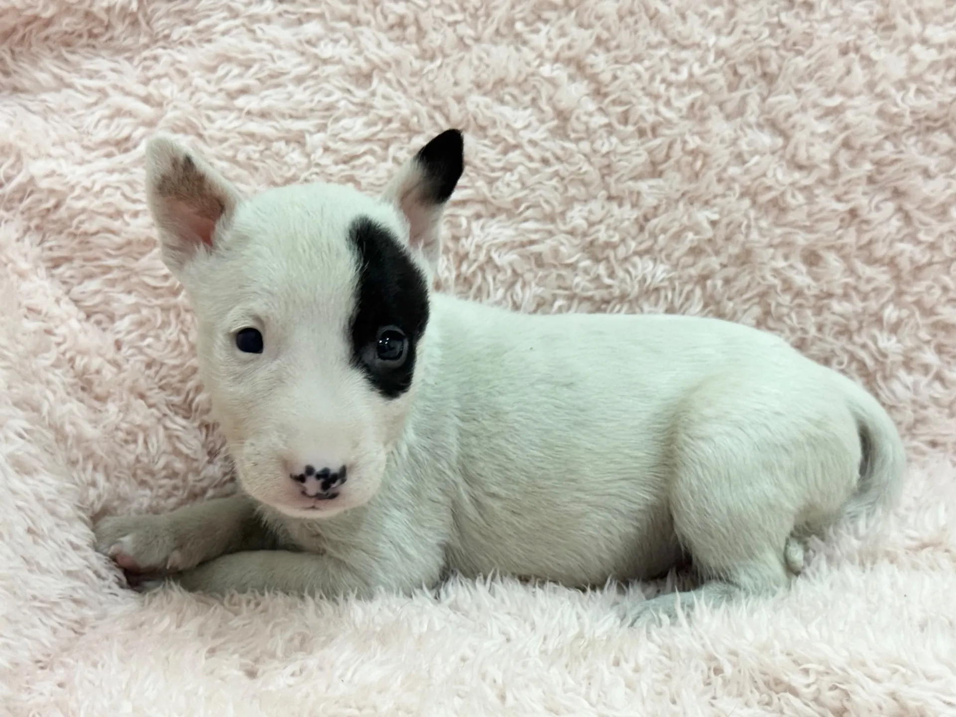 【ご契約済み】ミニチュアブルテリア