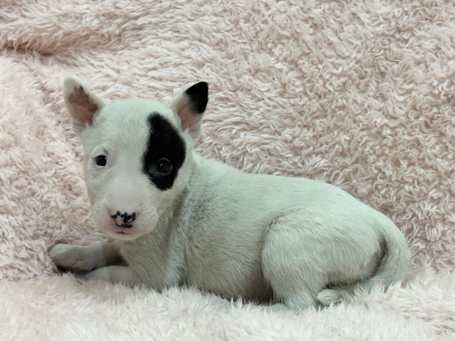 【ご契約済み】ミニチュアブルテリア