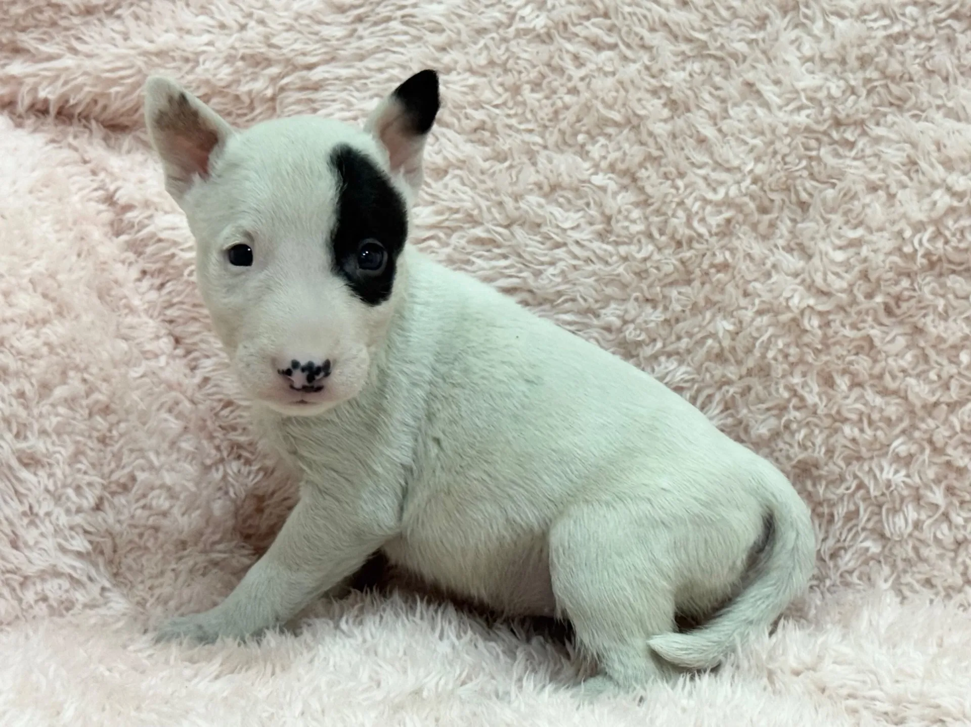 【ご契約済み】ミニチュアブルテリア