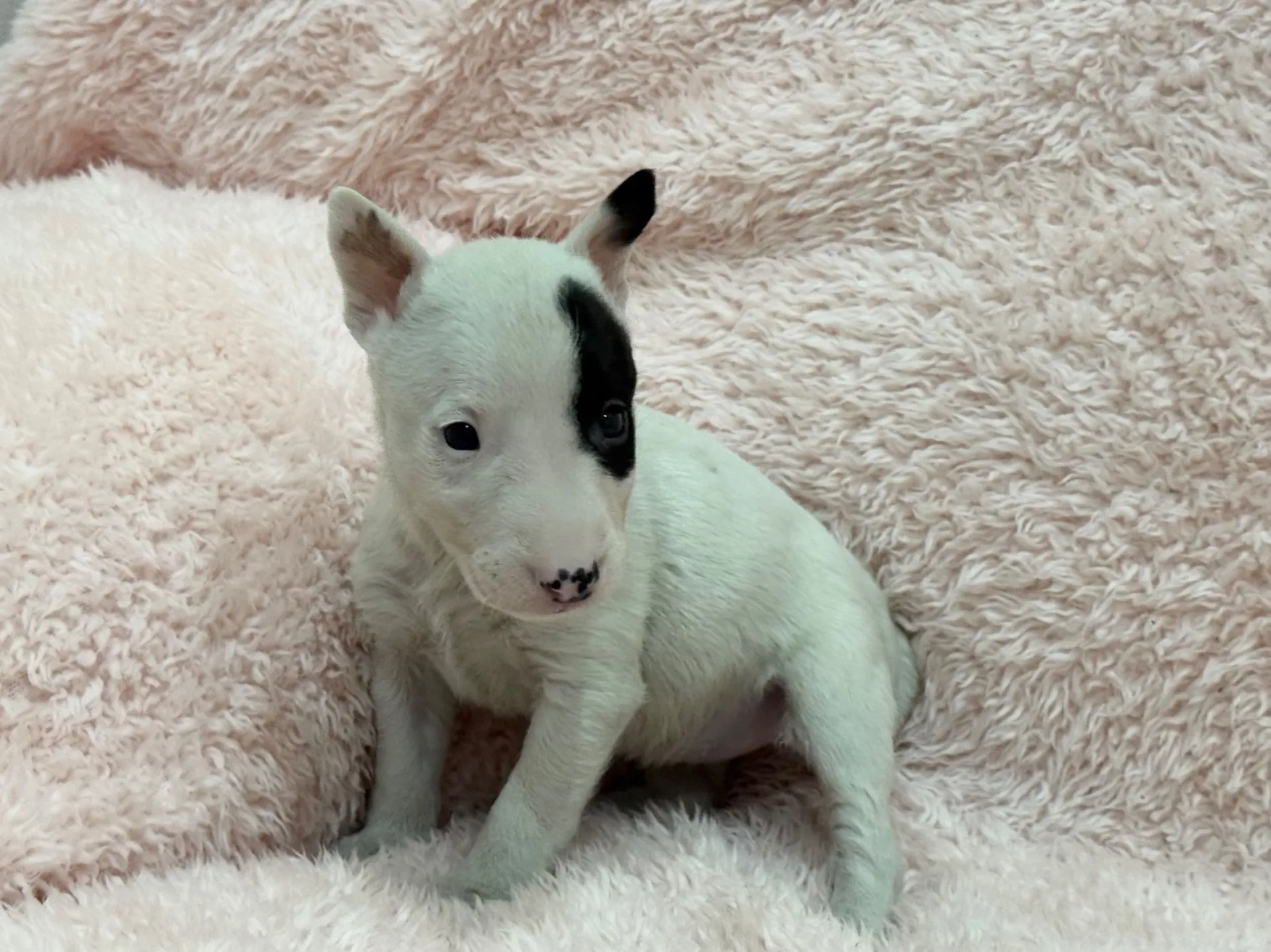 【ご契約済み】ミニチュアブルテリア