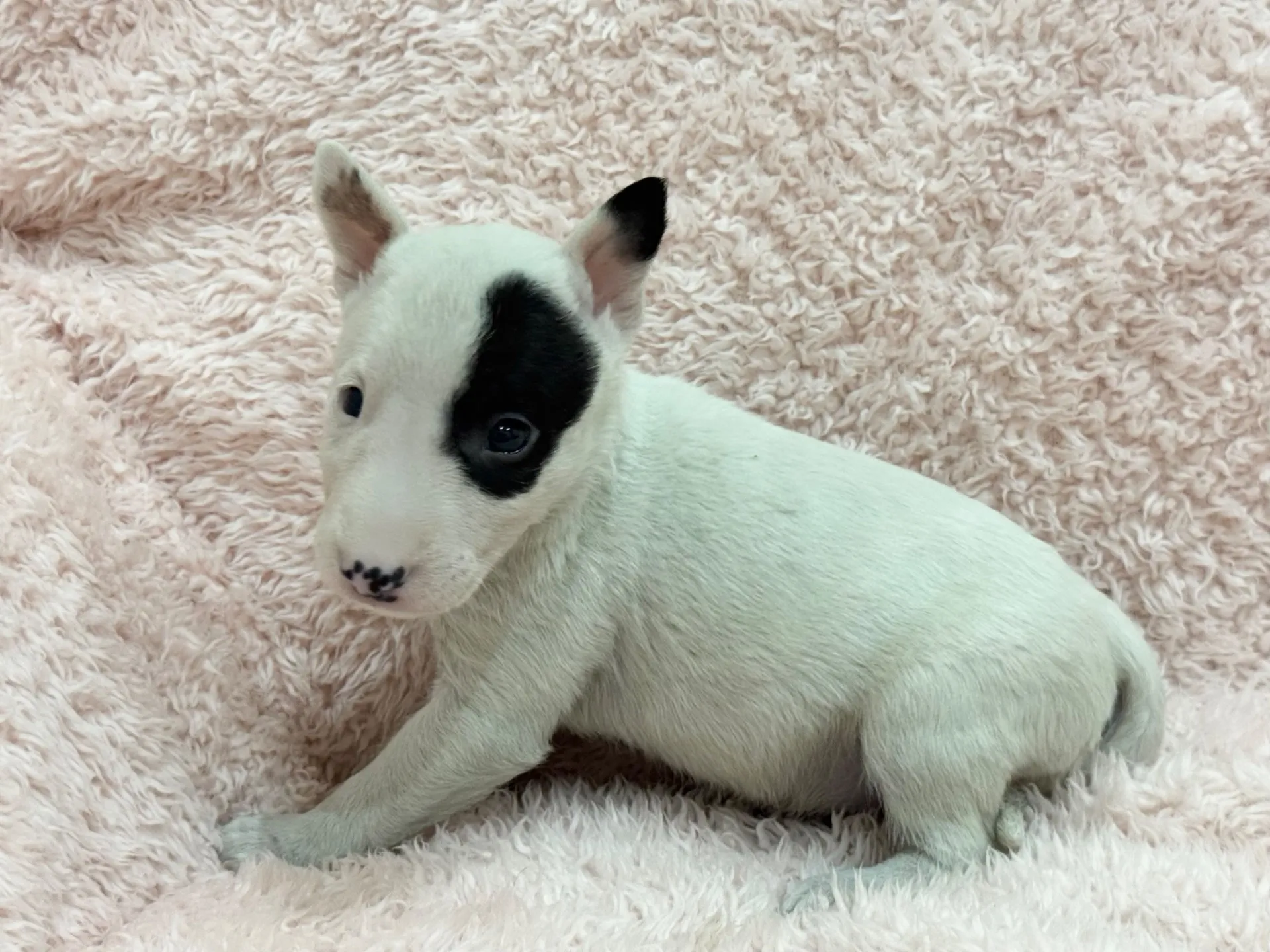 【ご契約済み】ミニチュアブルテリア