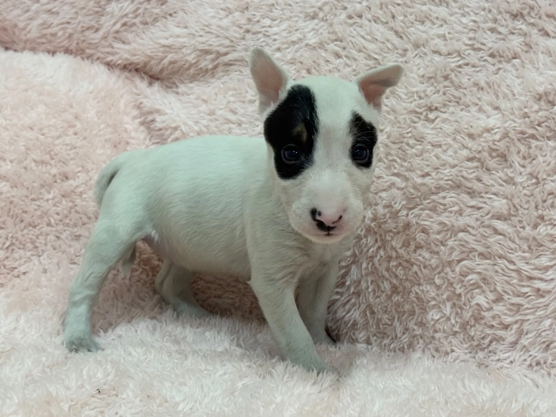 【ご契約済み】ミニチュアブルテリア