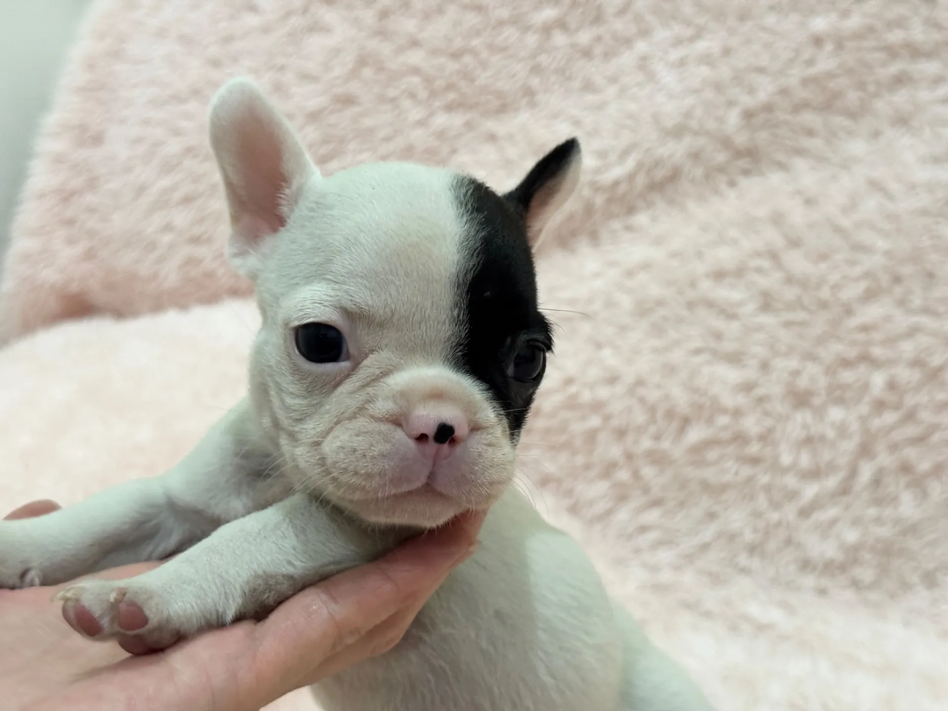 【ご契約済み】フレンチブルドッグ