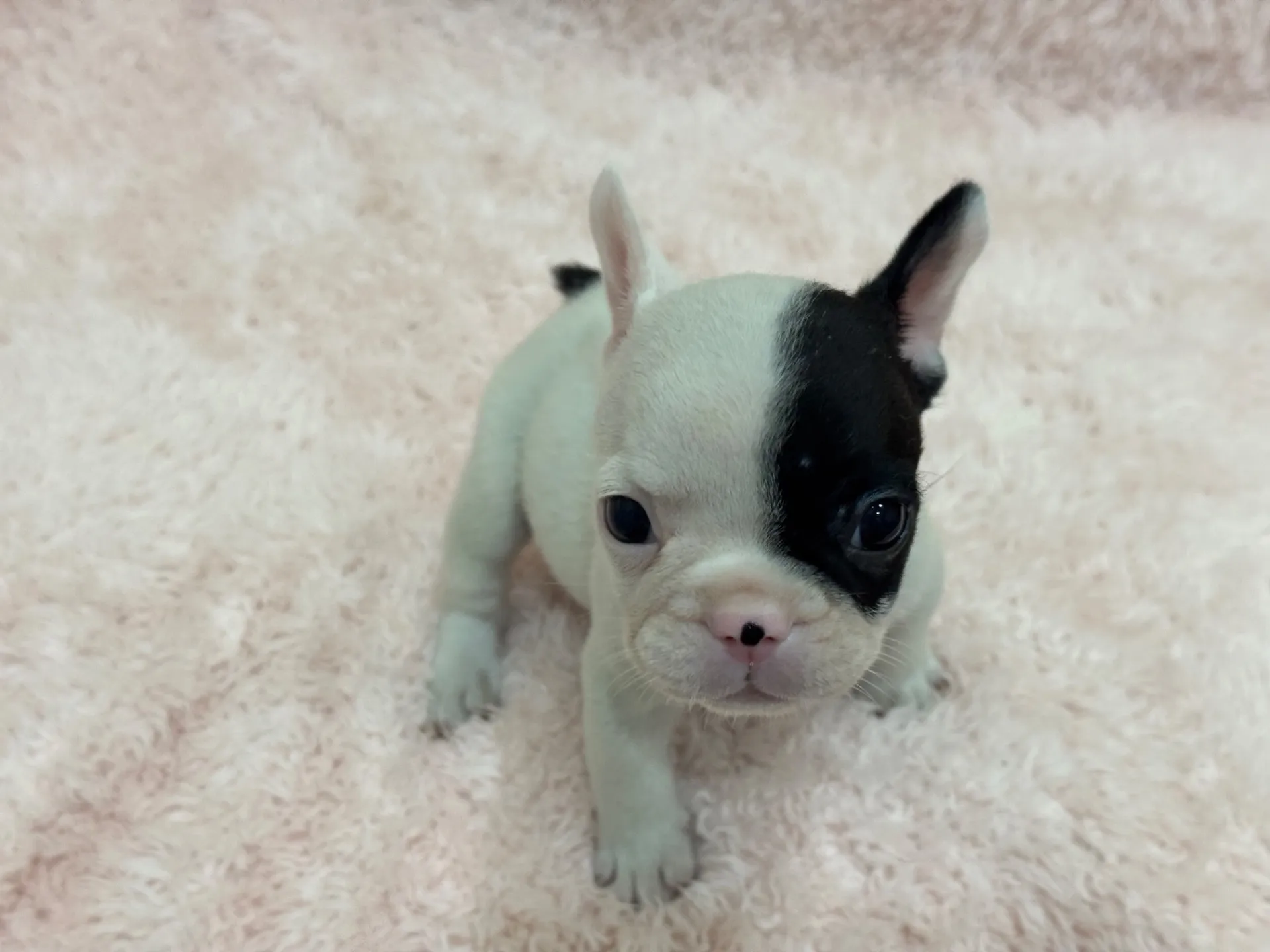 【ご契約済み】フレンチブルドッグ