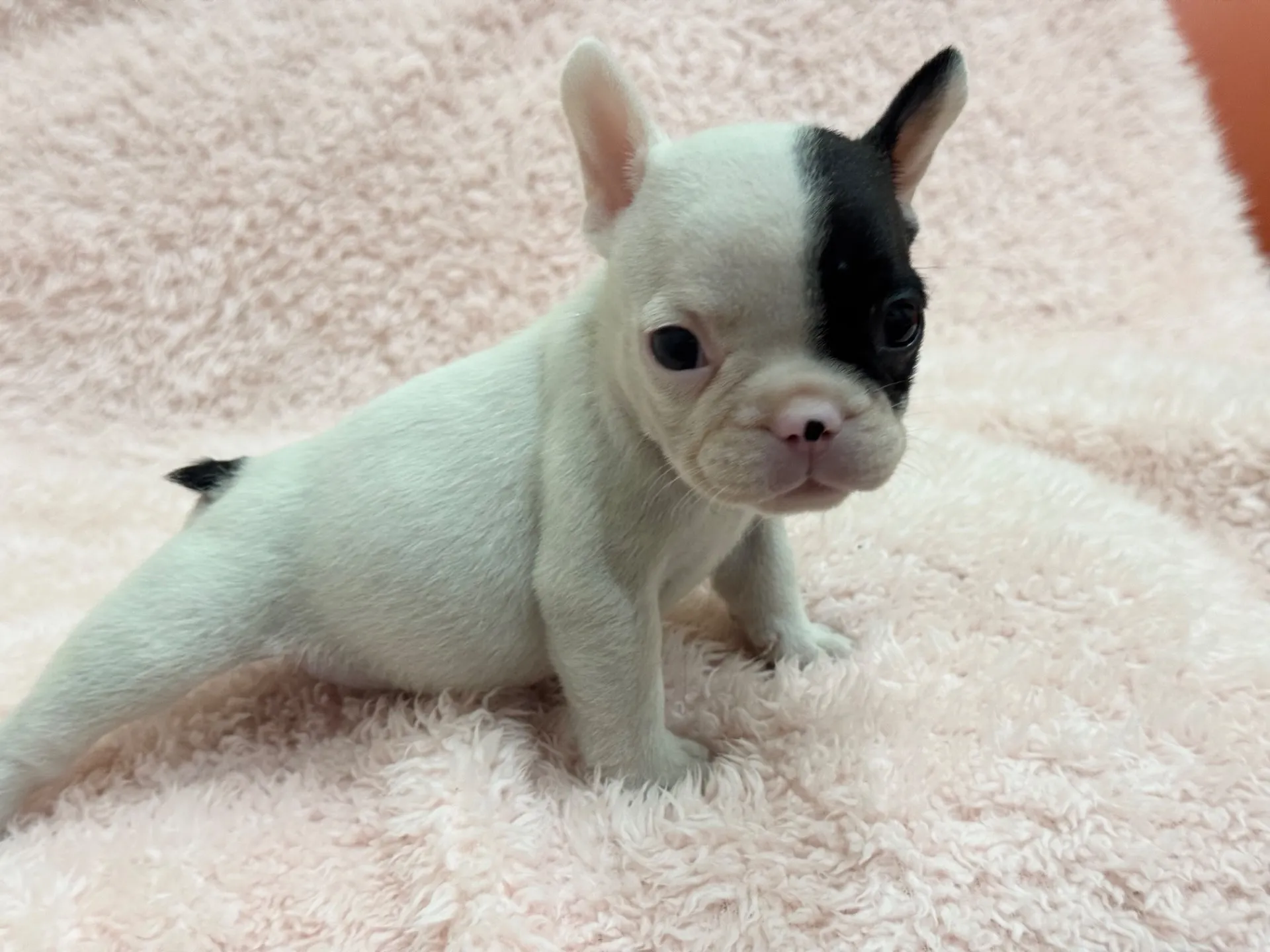 【ご契約済み】フレンチブルドッグ