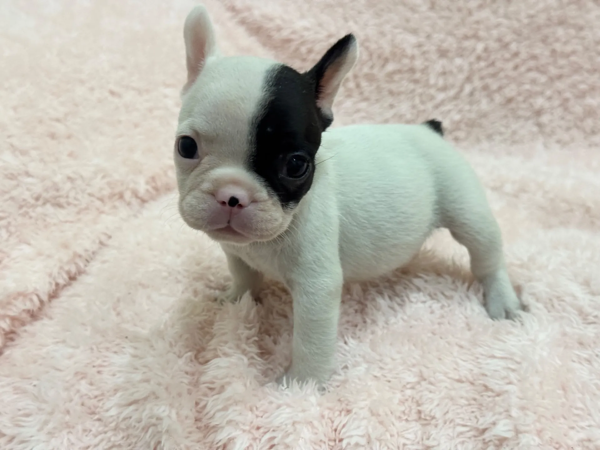 【ご契約済み】フレンチブルドッグ