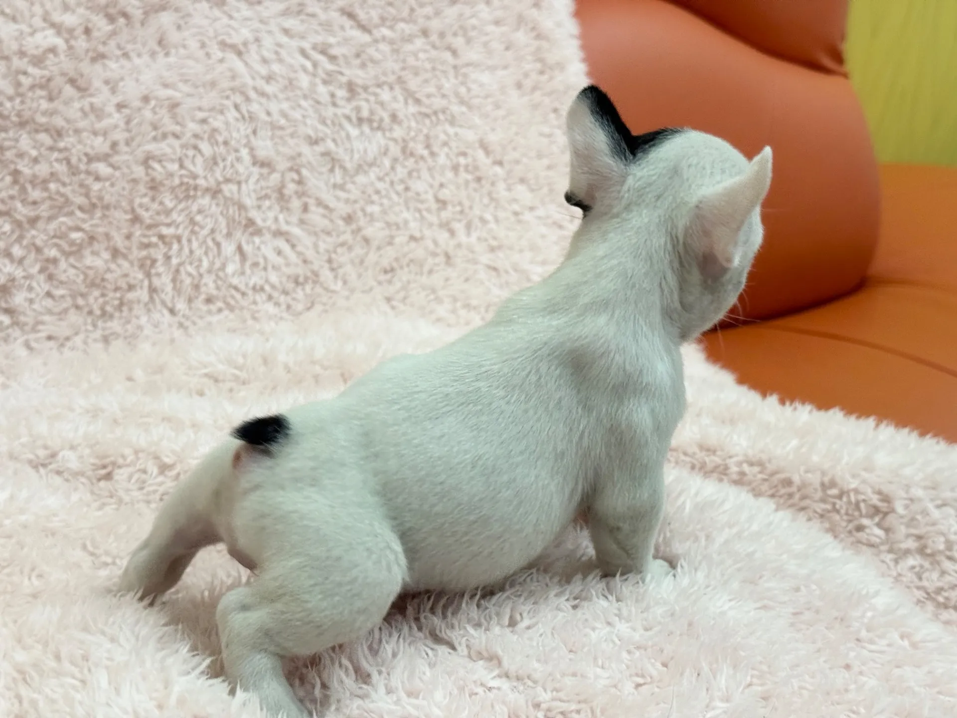 【ご契約済み】フレンチブルドッグ