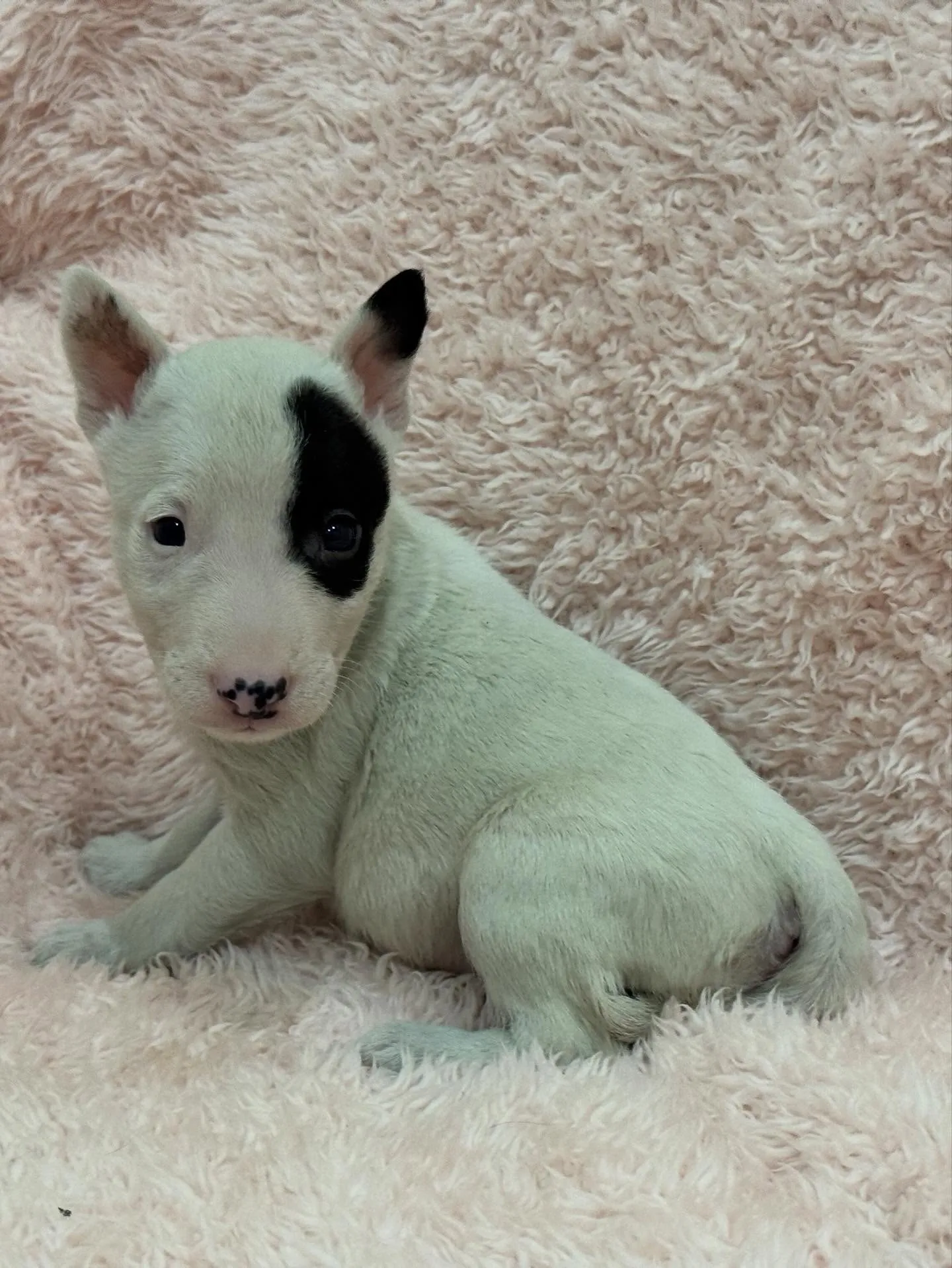 🐾 ミニチュアブルテリアの女の子 🐾