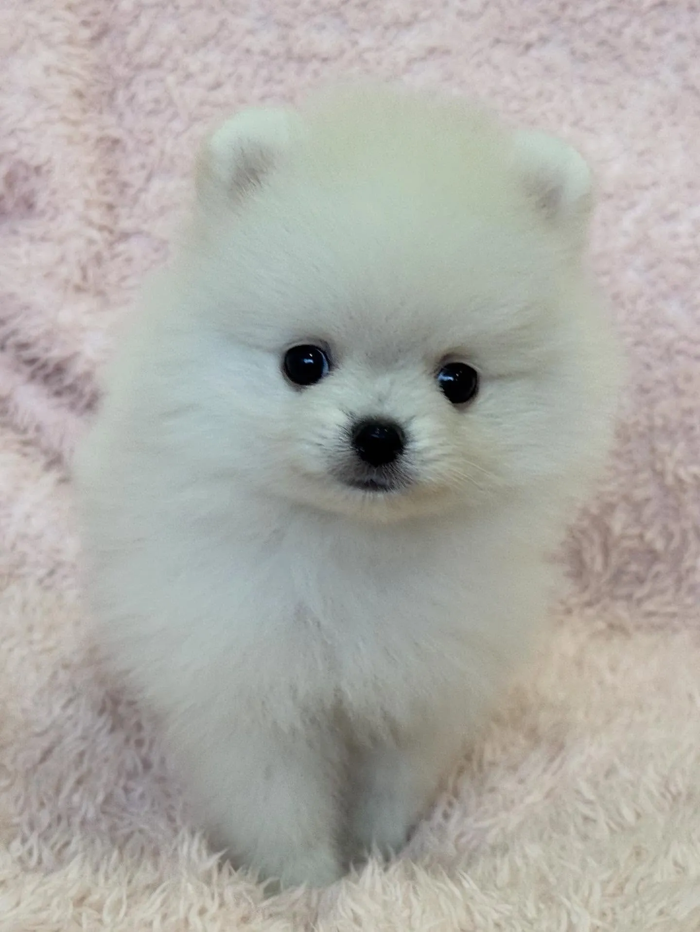 ふわふわの小さな天使たち👼✨