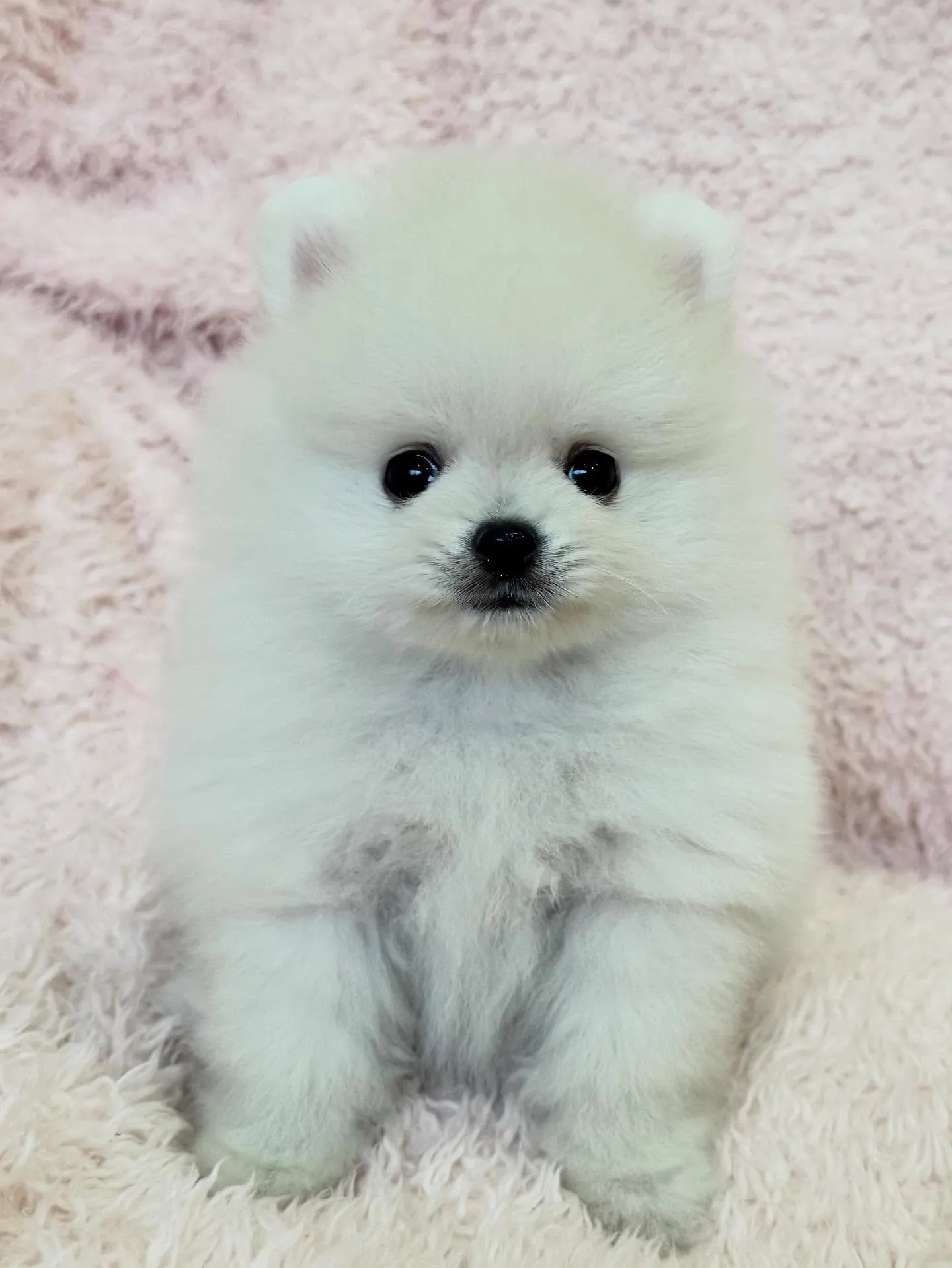 ふわふわの小さな天使たち👼✨