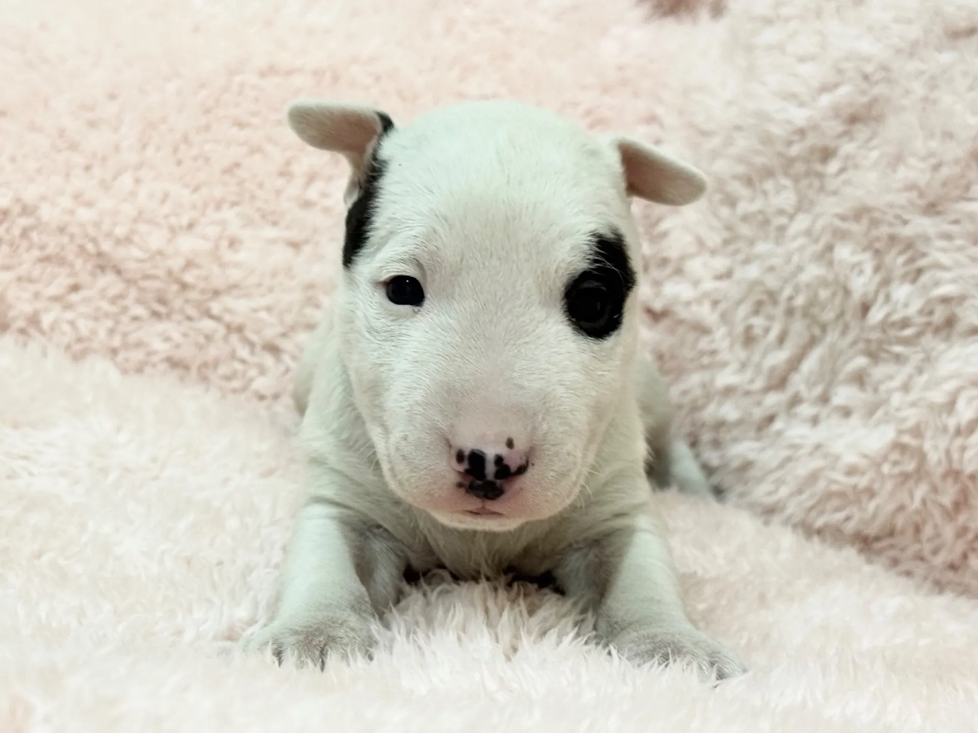 【ご契約済み】ミニチュアブルテリア
